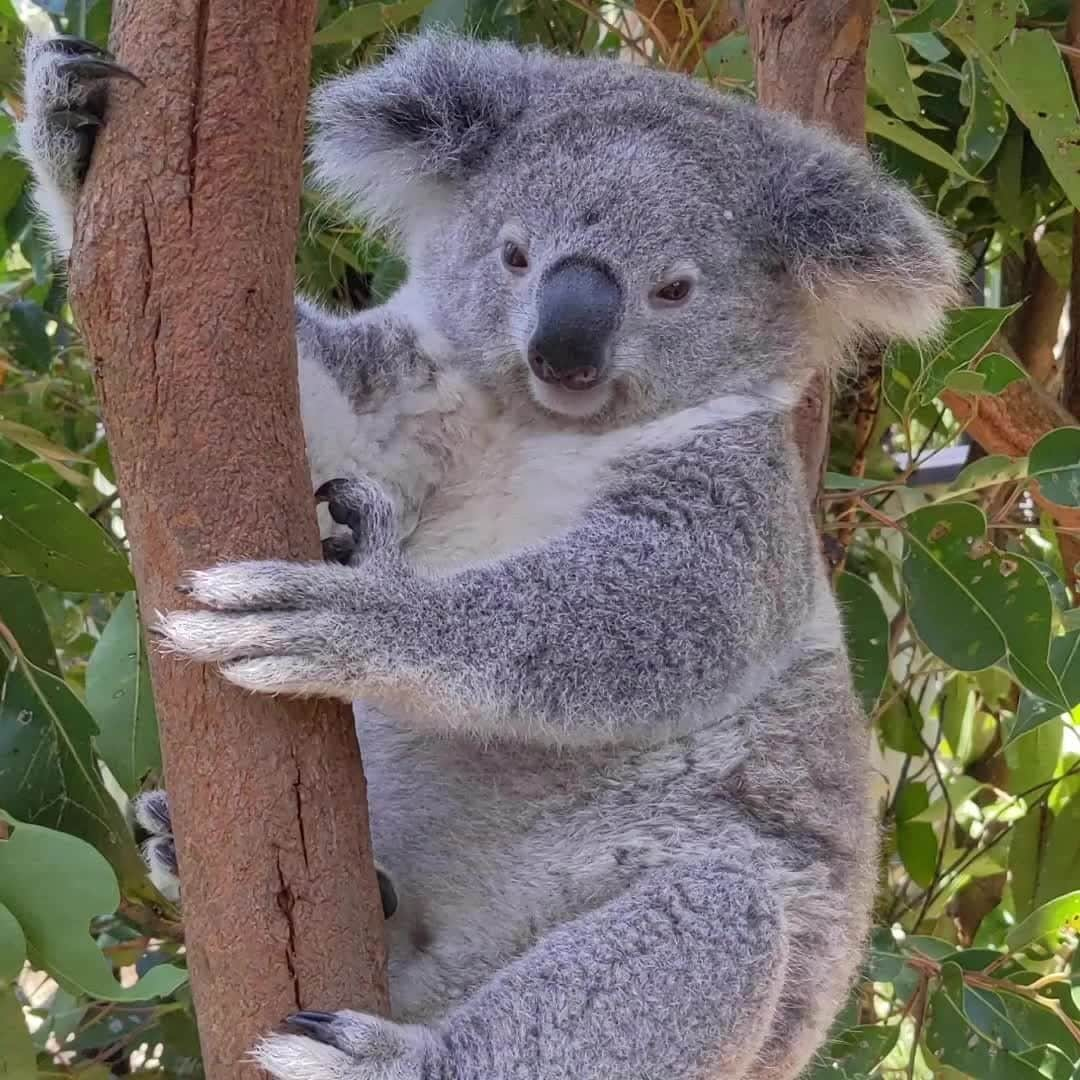 Australiaのインスタグラム