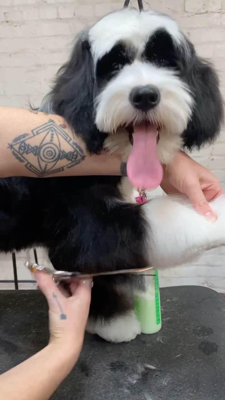 Dogs by Ginaのインスタグラム：「Lexi- Tibetan Terrier puppy 2nd grooming. By NCMG Gina Grant」