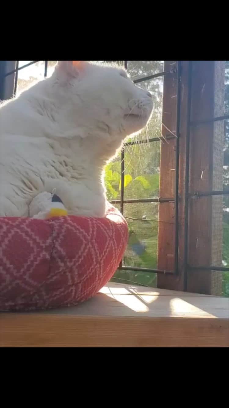 The Cats Of Instagramのインスタグラム：「#Repost • @pixandpatch Happy #whiskerwednesday furriends dis me soaking up some sunshines a couple days ago on da catio! My whiskies looked extra shiney!」