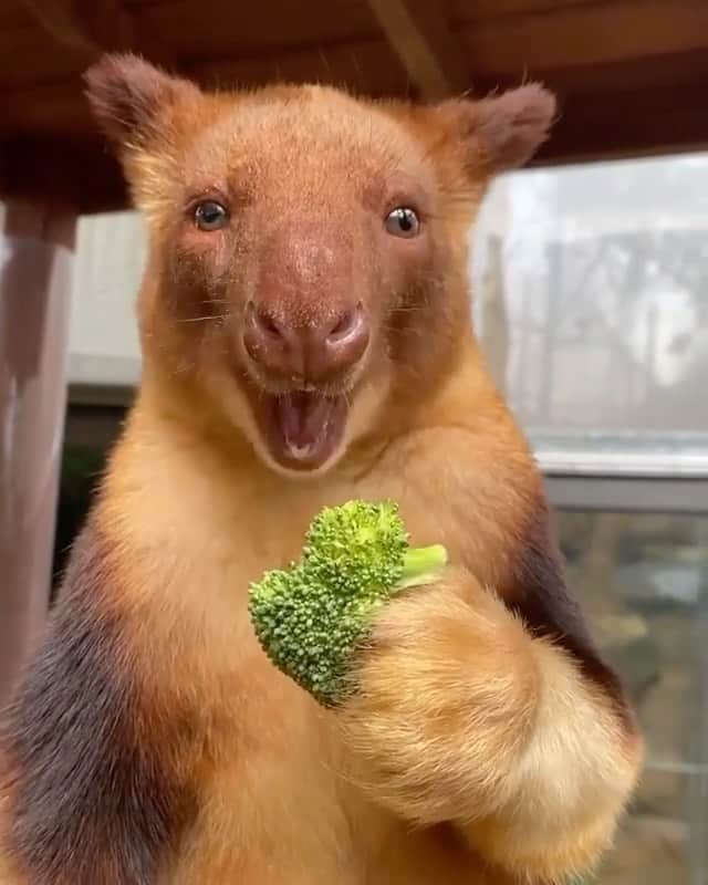 animalsのインスタグラム：「A daily reminder to always eat your greens 🥦 This is Kofi the Goodfellow’s Tree-Kangaroo 🦘  Video by: @reneehowell18」