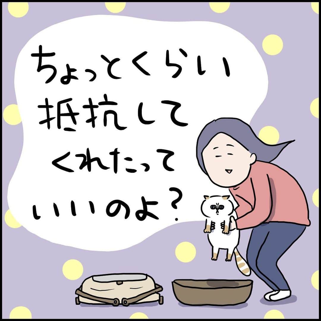 うえだしろこのインスタグラム：「診察台の上で寝ちゃう猫は初めてみました、と動物病院の先生がいってました。 ・ 最後の１枚は、息子によりステゴサウルスにされる猫。 ・ ・ ブログ更新してます⭐️ ・ 「静かにしていられない５歳児」 ・  ストーリーズからぜひみてね〜😍 ・ ・ #育児漫画 #育児日記 #育児絵日記 #コミックエッセイ #ライブドアインスタブロガー」