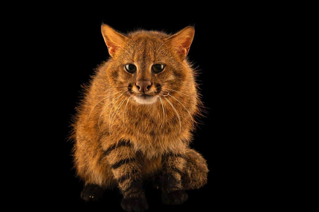 Joel Sartoreさんのインスタグラム写真 - (Joel SartoreInstagram)「This Pampas cat of Brazil is predominantly nocturnal, waiting to go on the prowl until it is safely masked by the cover of darkness. While they spend most of their time on the ground, they are skilled climbers, opting to rest up in the trees. Little is known about the social structure of the Pampas cat or how they communicate with one another, but some individuals have been observed to erect the hair along their spine when excited. Photo taken at Fundacao Jardim Zoologico de Brasilia. #cat #pampascat #colocolo #clown #feline #PhotoArk #savetogether」2月10日 20時10分 - joelsartore