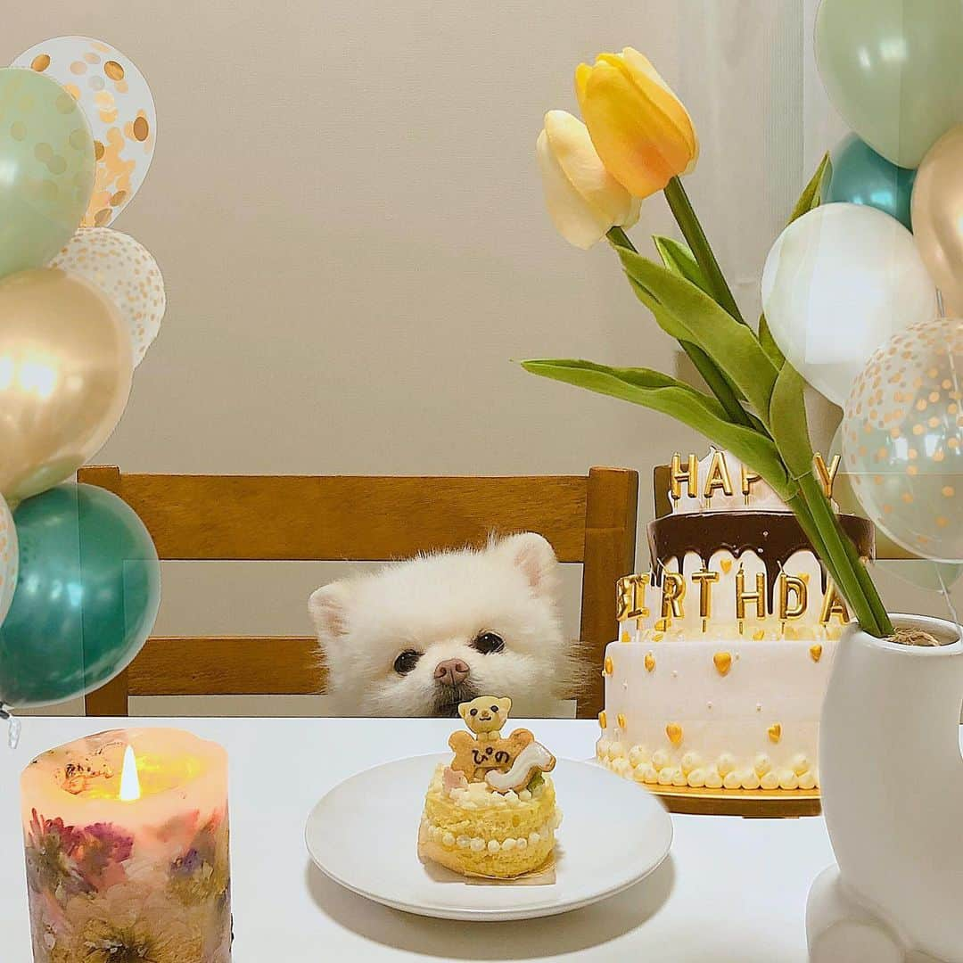 今吉めぐみさんのインスタグラム写真 - (今吉めぐみInstagram)「#hbd🎂  ﻿ ﻿ この前、ぴーさんのお誕生日お祝いした🎂🐶﻿ ﻿ ﻿ @iiicakejp さんで﻿ 犬用の米粉スポンジケーキを﻿ 頼みました🌷✨﻿ ﻿ ﻿ 写真送って﻿ ぴーさんそっくりに作って﻿ 真ん中においてくれました🧡﻿ ﻿ 見たことない早さで完食してたw﻿ ﻿ ﻿ #犬用ケーキ#わんちゃん用ケーキ #いっぬすたぐらむ #dogstagram #pomeranian」2月10日 20時20分 - megu813