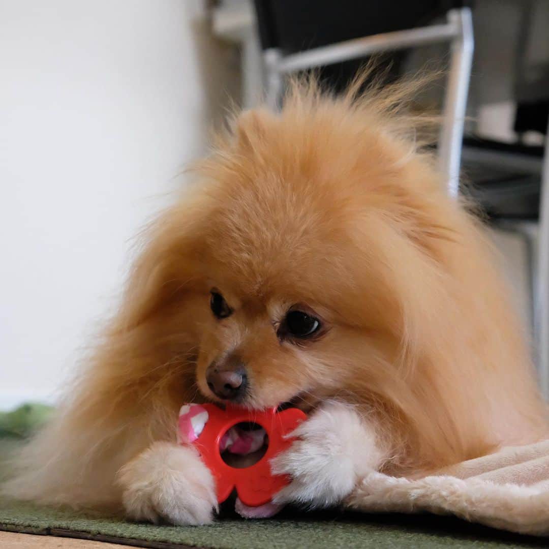 Hanaさんのインスタグラム写真 - (HanaInstagram)「オモチャに夢中🐶 * あちこちチラチラ見ながら 噛み噛み * オモチャを押さえてる 両手が萌え * * ブログ更新しました♪ http://kedamakyoudai.blog.jp/ #Pomeranian#pom#pompom#pomstagram#pets#dogs#doglover#dogsofinstagram#dogstagram#Japan#Kawaii#fluffydog#ポメラニアン#犬#いぬら部#pecoいぬ部#포메라니안#もふもふ#ふわもこ部#cute#cutedog#funny#funnydog#いぬのきもち#犬と猫#ライブドアインスタブロガー」2月10日 20時35分 - mofu2family