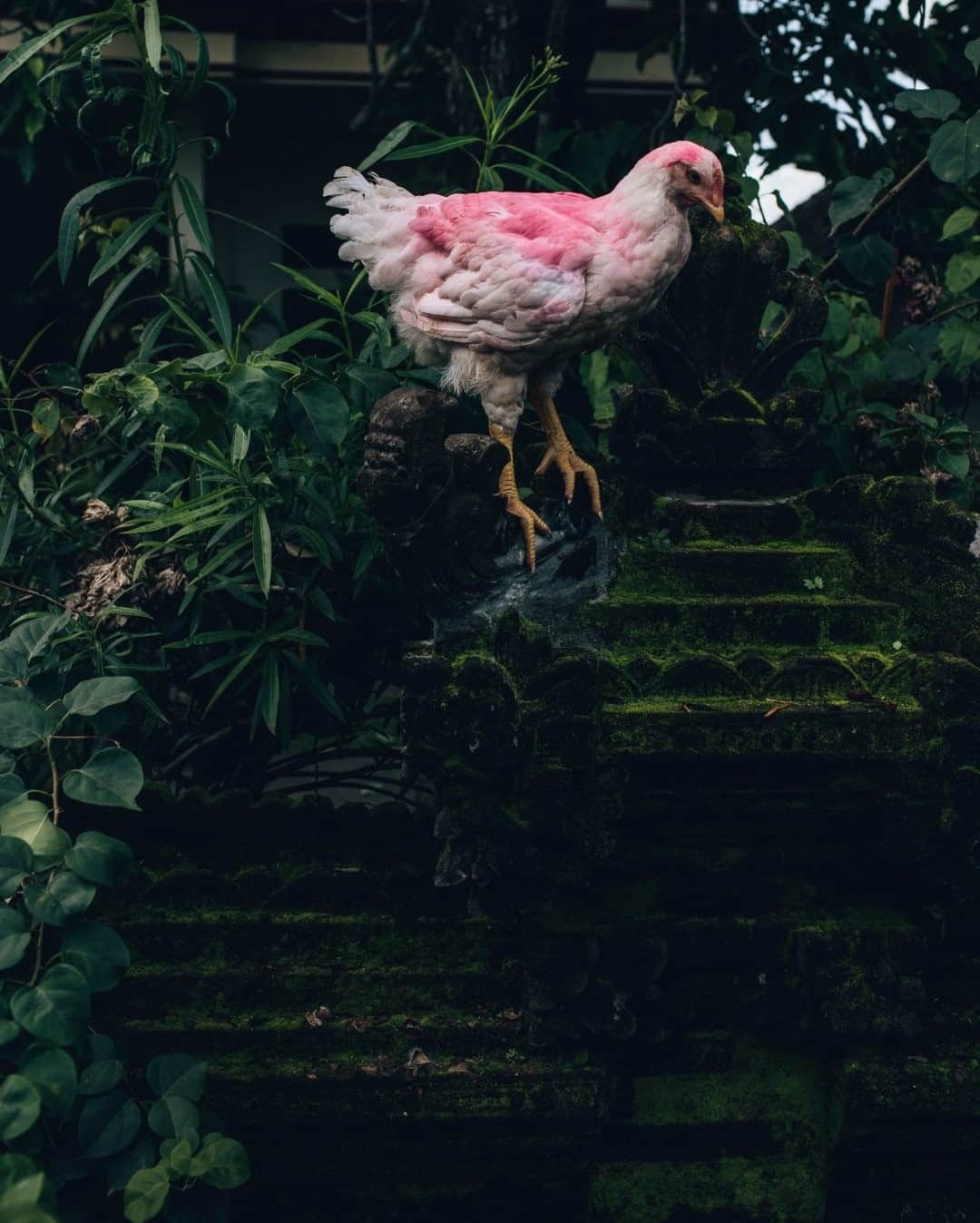National Geographic Travelさんのインスタグラム写真 - (National Geographic TravelInstagram)「Photo by @joshuacogan / A pink-colored hen keeps watch from a temple wall in Bali, reminding us that elegance and absurdity can often be seen in the same place. For more images of the silly and sacred in this world, follow me @joshuacogan.」2月10日 20時38分 - natgeotravel