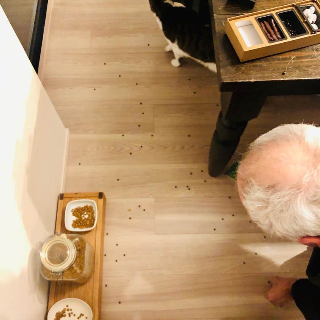 池田有希子さんのインスタグラム写真 - (池田有希子Instagram)「モーリーが床の上に散らばったものを無心に「美味しいよ」と貪っています。何なんだこの絵は。頂き物のジャンポール・エヴァンのチョコを床にぶちまけたらしいんだけど、猫のカリカリにしか見えない。ヴァレンタインと節分が一緒に来たような騒ぎ。  #jeanpaulhevin #chocolate」2月10日 20時41分 - yukikoikeda