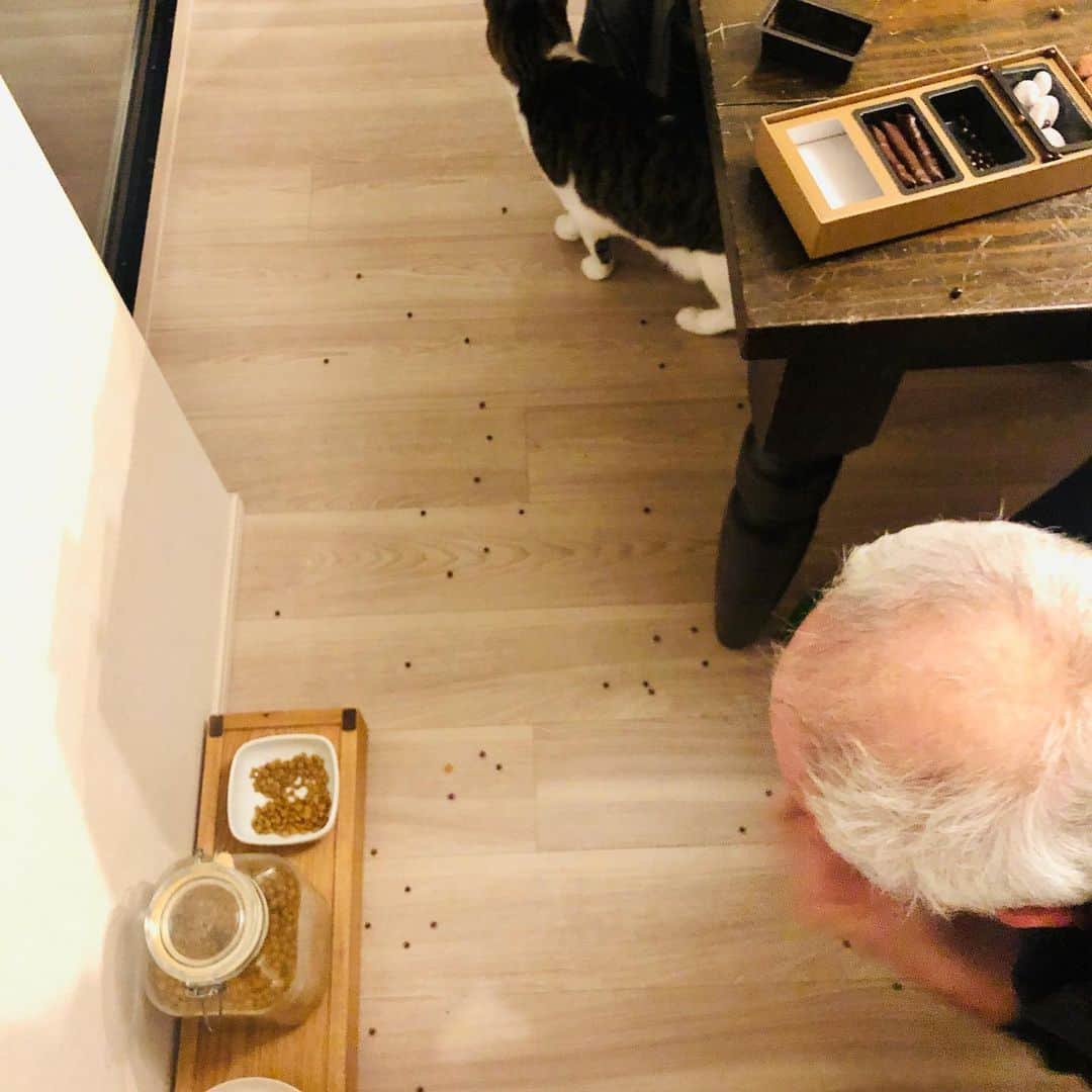 池田有希子さんのインスタグラム写真 - (池田有希子Instagram)「モーリーが床の上に散らばったものを無心に「美味しいよ」と貪っています。何なんだこの絵は。頂き物のジャンポール・エヴァンのチョコを床にぶちまけたらしいんだけど、猫のカリカリにしか見えない。ヴァレンタインと節分が一緒に来たような騒ぎ。  #jeanpaulhevin #chocolate」2月10日 20時41分 - yukikoikeda