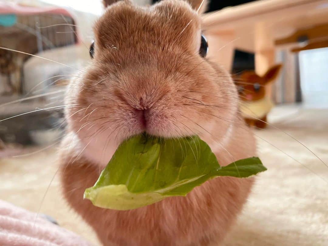 ラン?さんのインスタグラム写真 - (ラン?Instagram)「おやつくださいな(* ˙꒳˙ * )❤ の顔😊 サラダ菜もらいました💓 ☆ 最近、サラダ菜がお気に入りでよく食べます♡ ☆  #うさぎ #ネザーランドドワーフ #rabbit #bunny #bunnystagram  #rabbitstagram  #cute  #かわいい #ふわもこ部  #もふもふ  #zip写真部  #アニマル写真部 #instagramjapan #netherlanddwarf #うさぎと暮らす  #うさぎのいる暮らし #癒し #kawaii #ランちゃん  2021.02.10」2月10日 20時49分 - mofumofuusako
