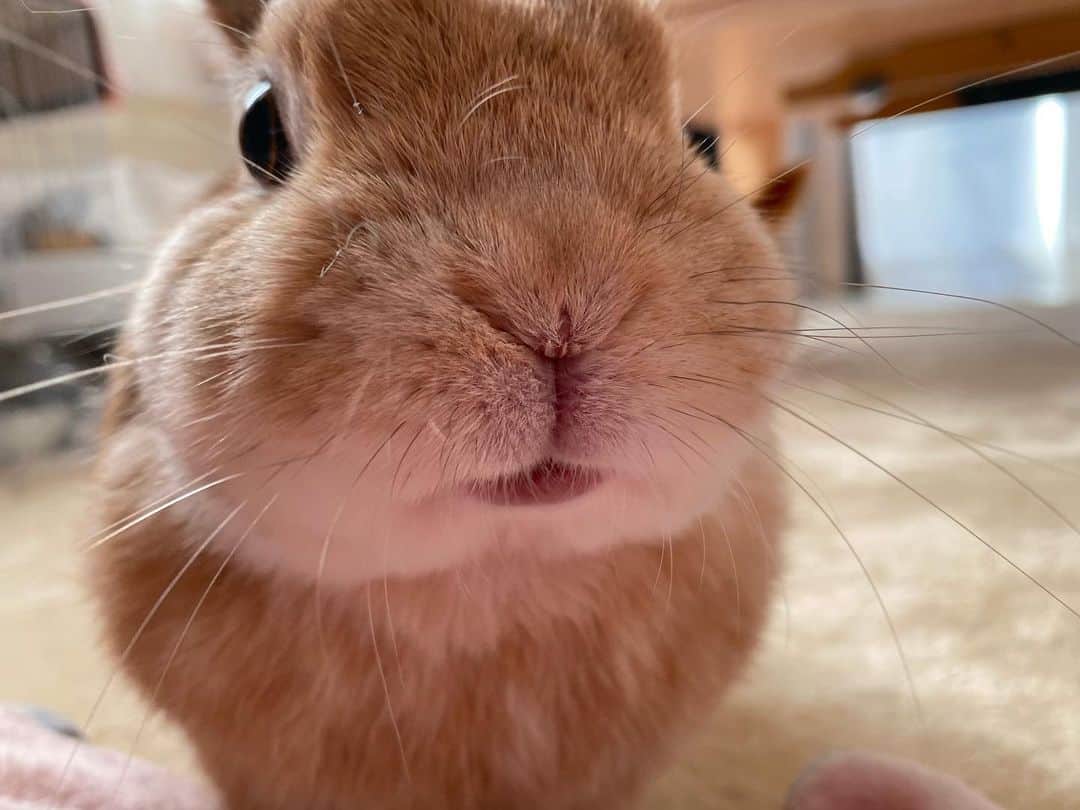 ラン?さんのインスタグラム写真 - (ラン?Instagram)「おやつくださいな(* ˙꒳˙ * )❤ の顔😊 サラダ菜もらいました💓 ☆ 最近、サラダ菜がお気に入りでよく食べます♡ ☆  #うさぎ #ネザーランドドワーフ #rabbit #bunny #bunnystagram  #rabbitstagram  #cute  #かわいい #ふわもこ部  #もふもふ  #zip写真部  #アニマル写真部 #instagramjapan #netherlanddwarf #うさぎと暮らす  #うさぎのいる暮らし #癒し #kawaii #ランちゃん  2021.02.10」2月10日 20時49分 - mofumofuusako
