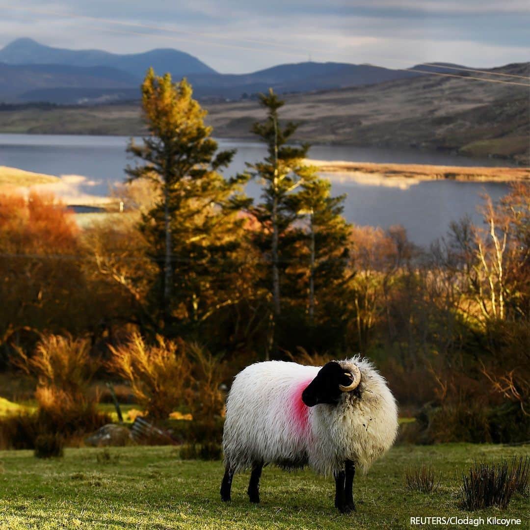 のインスタグラム：「Sheep graze in a field beside Ballynakill Lough in the district of Connemara in Moyard, Ireland.  #sheep #ireland #irelandphotography」
