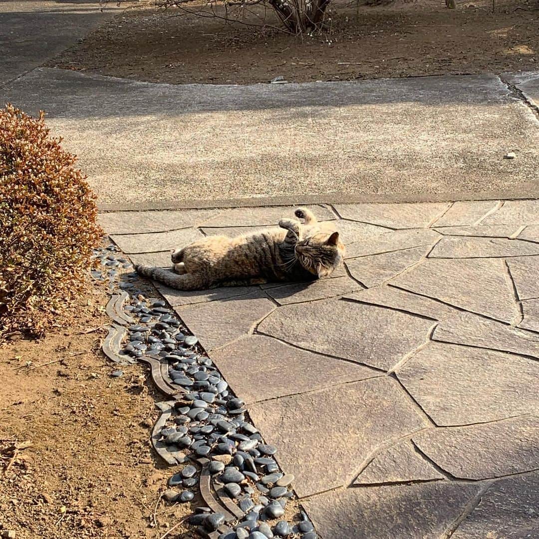 涼川菜月さんのインスタグラム写真 - (涼川菜月Instagram)「😾﻿ ﻿ ﻿ ﻿ ﻿ 猫って本当に癒される…﻿ ﻿ ﻿ とっぽもきぬももめも﻿ たまにしか会えないから寂しいな☁️﻿ ﻿ ﻿ ﻿ みんなだいすき😿﻿ ﻿ ﻿ ﻿ ﻿ ﻿」2月10日 21時31分 - nachia_p