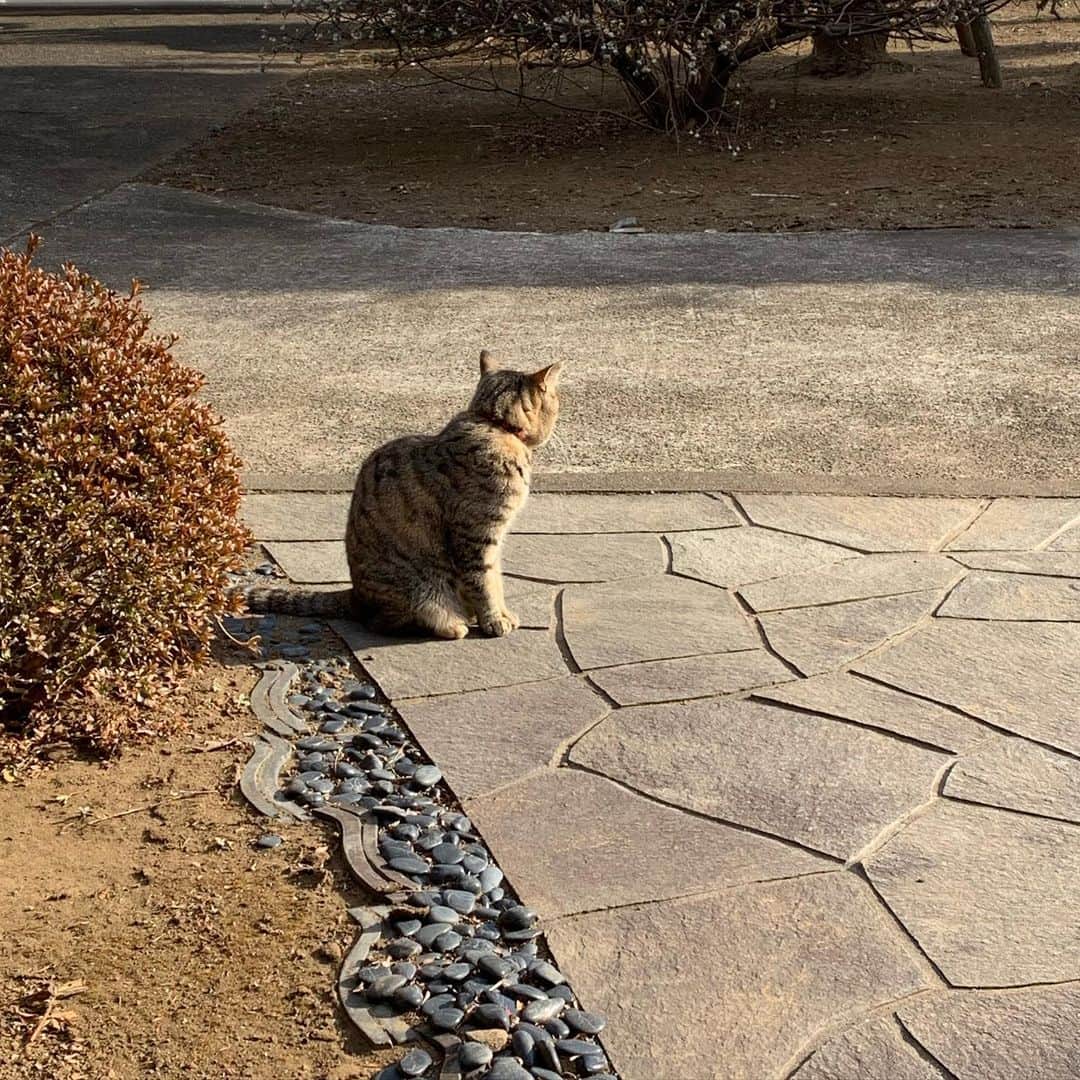 涼川菜月のインスタグラム：「😾﻿ ﻿ ﻿ ﻿ ﻿ 猫って本当に癒される…﻿ ﻿ ﻿ とっぽもきぬももめも﻿ たまにしか会えないから寂しいな☁️﻿ ﻿ ﻿ ﻿ みんなだいすき😿﻿ ﻿ ﻿ ﻿ ﻿ ﻿」