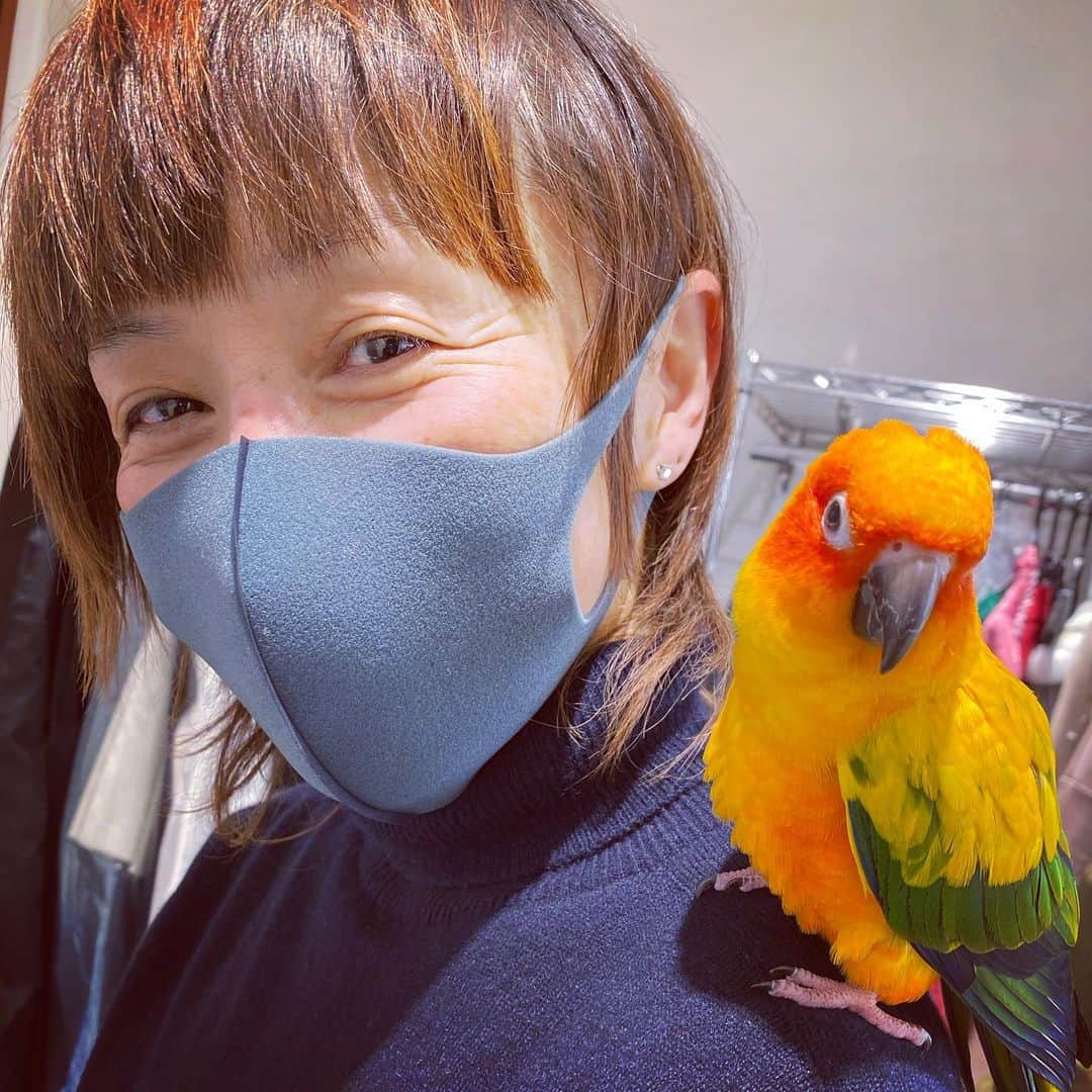 のインスタグラム：「昨日は広告撮影でした😊 メラニーは飼い主のキッシー @ryokkissie のしつけのせいか⁉️ ただのインコじゃない 場を読む達人✨🦜 クライアントと私達、出演者達まで現場をいい塩梅にリラックスさせてくれる❤️ #sunparakeet  #めっちゃん🦜 #コガネメキシコインコ  #場を読むインコ」