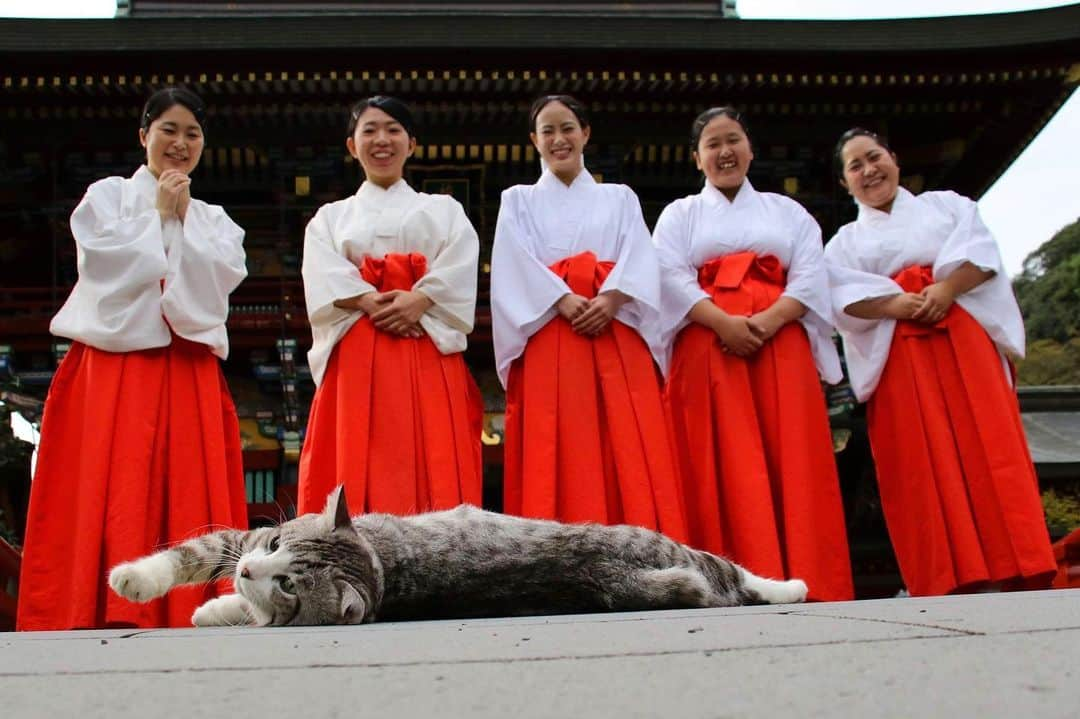 Nyankichi Noranekoさんのインスタグラム写真 - (Nyankichi NoranekoInstagram)「祐徳稲荷神社の巫女さんに笑顔を届けるニャン吉先生❣️🤣 @yutokuinari.shrine   為祐德稻荷神社的巫女們送上笑容的喵吉老師❣🤣 @yutokuinari.shrine   Nyankichi delivers a smile to the maidens of the Yutokuinari Shrine ❣🤣 @yutokuinari.shrine    #猫 #고양이 #แมว #貓 #кошка #qata #chat #ニャンスタグラム #にゃんすたぐらむ #gato #ねこ部 #旅猫 #動物 #ねこのきもち #ニャン吉 #保護猫 #イケニャン #japan #猫写真 #ねこ #mèo #kucing #ネコ #祐徳稲荷神社 #佐賀 #saga #japan」2月10日 21時43分 - noraneko_nyankichi