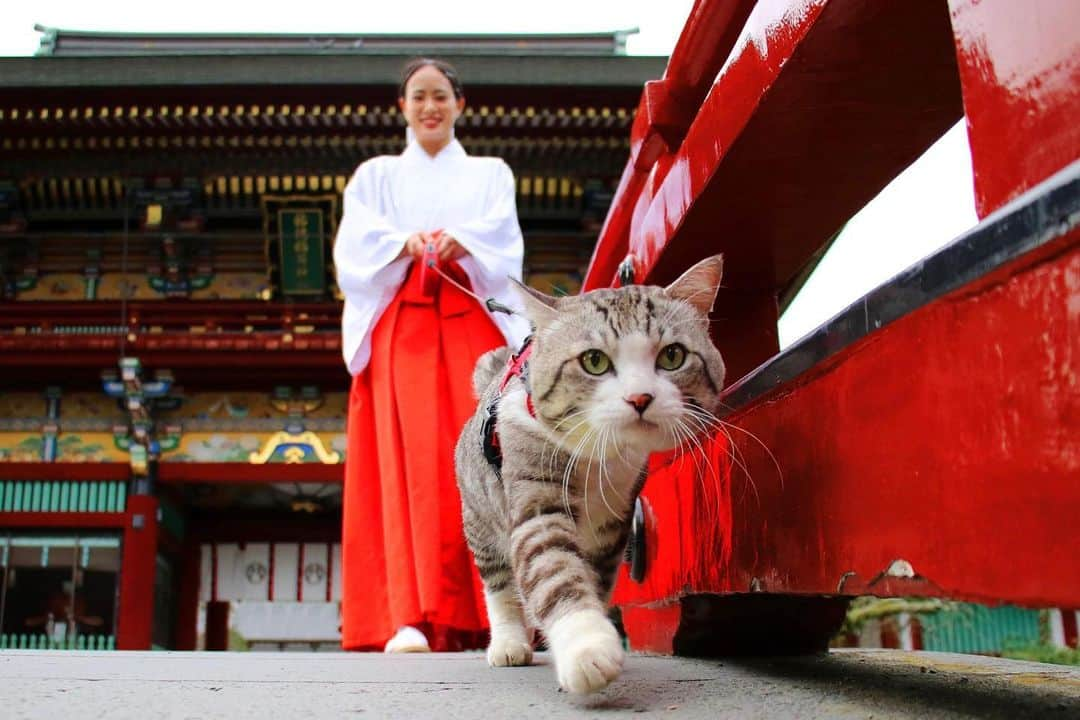 Nyankichi Noranekoさんのインスタグラム写真 - (Nyankichi NoranekoInstagram)「祐徳稲荷神社の巫女さんに笑顔を届けるニャン吉先生❣️🤣 @yutokuinari.shrine   為祐德稻荷神社的巫女們送上笑容的喵吉老師❣🤣 @yutokuinari.shrine   Nyankichi delivers a smile to the maidens of the Yutokuinari Shrine ❣🤣 @yutokuinari.shrine    #猫 #고양이 #แมว #貓 #кошка #qata #chat #ニャンスタグラム #にゃんすたぐらむ #gato #ねこ部 #旅猫 #動物 #ねこのきもち #ニャン吉 #保護猫 #イケニャン #japan #猫写真 #ねこ #mèo #kucing #ネコ #祐徳稲荷神社 #佐賀 #saga #japan」2月10日 21時43分 - noraneko_nyankichi