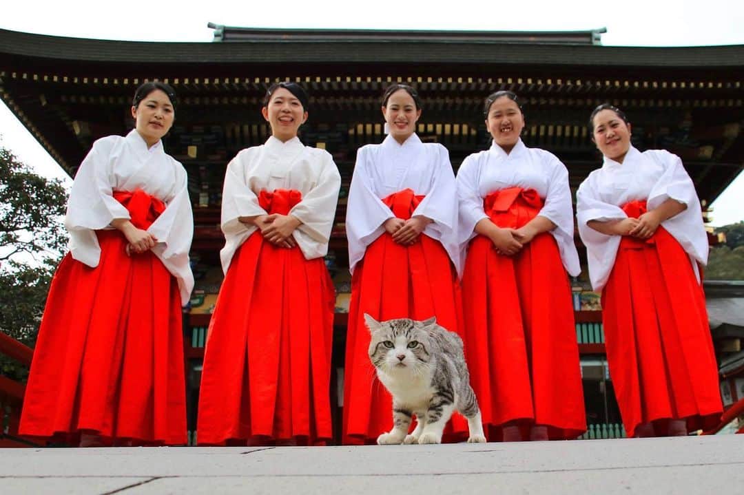 Nyankichi Noranekoさんのインスタグラム写真 - (Nyankichi NoranekoInstagram)「祐徳稲荷神社の巫女さんに笑顔を届けるニャン吉先生❣️🤣 @yutokuinari.shrine   為祐德稻荷神社的巫女們送上笑容的喵吉老師❣🤣 @yutokuinari.shrine   Nyankichi delivers a smile to the maidens of the Yutokuinari Shrine ❣🤣 @yutokuinari.shrine    #猫 #고양이 #แมว #貓 #кошка #qata #chat #ニャンスタグラム #にゃんすたぐらむ #gato #ねこ部 #旅猫 #動物 #ねこのきもち #ニャン吉 #保護猫 #イケニャン #japan #猫写真 #ねこ #mèo #kucing #ネコ #祐徳稲荷神社 #佐賀 #saga #japan」2月10日 21時43分 - noraneko_nyankichi
