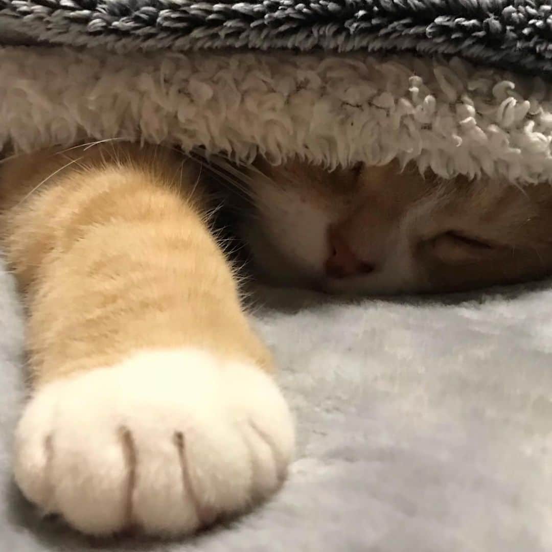 かんちゃんのインスタグラム：「． ． クリームパン　どーぞ😋 ． ． #スコティッシュフォールド #猫  #cat  #cats #ねこ #ネコ #札幌 #sapporo」