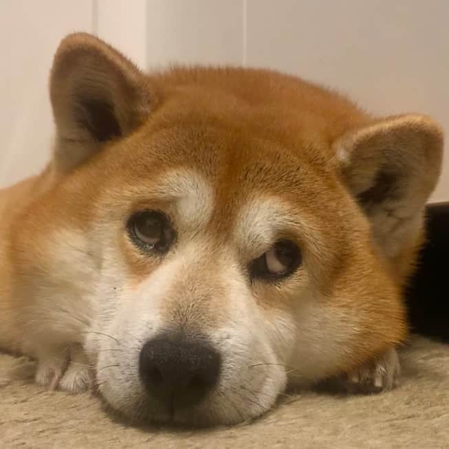 shibainu berryのインスタグラム