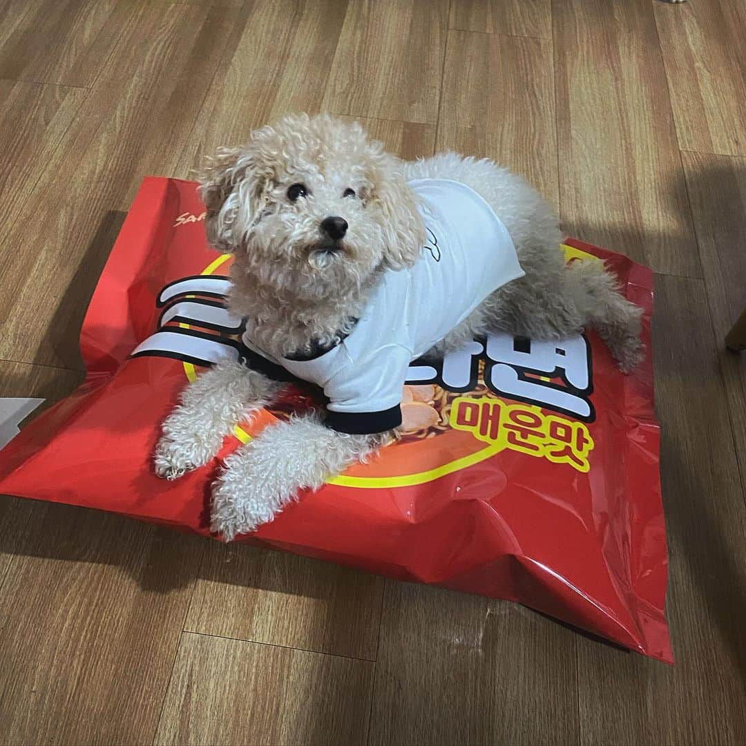Giriboyのインスタグラム：「감사합니다 ㅜ ㅇ ㅜ」