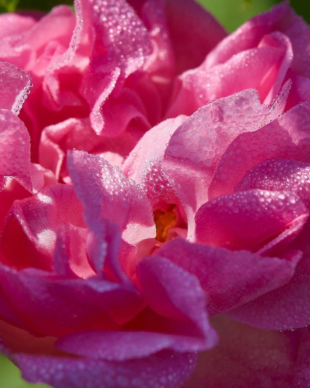 クリスチャンディオールさんのインスタグラム写真 - (クリスチャンディオールInstagram)「MISS DIOR ROSE N’ ROSES Born in Grasse and created by Francois Demachy, Miss Dior Rose N’ Roses is the incarnation of a floral profusion with an abundance of fresh colorful #GrasseRose petals. • #DiorParfums #MissDiorForLove @diorparfums」2月10日 22時00分 - dior