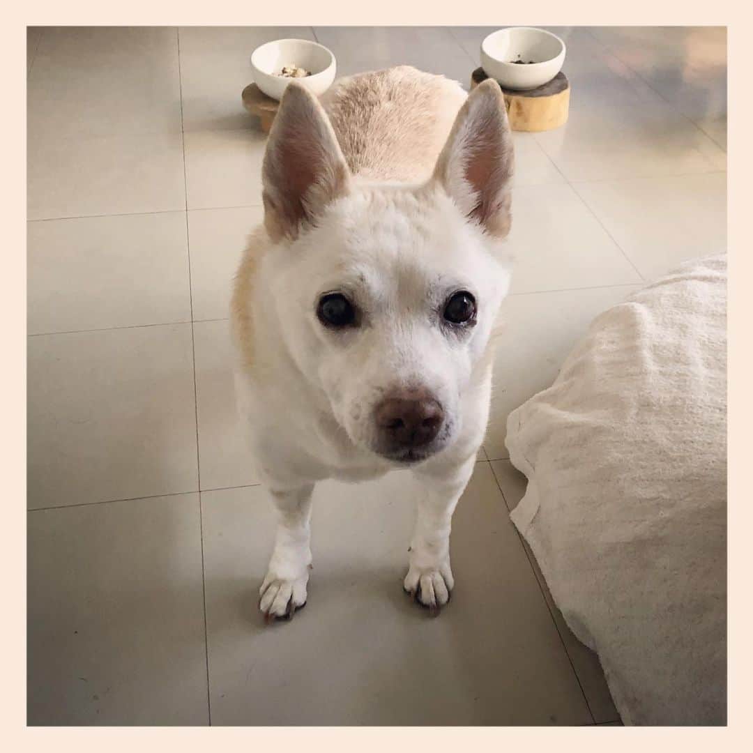 パンといっぴきのインスタグラム：「#元保護犬 #雑種犬 #crossbreed #mixdog #キップル14歳」