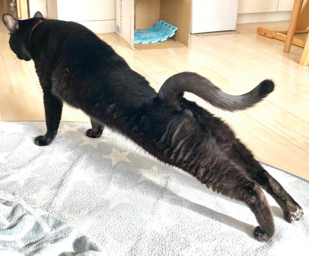 のインスタグラム：「伸びるくろすけ氏。1メートルくらいありそう😆 #黒猫」