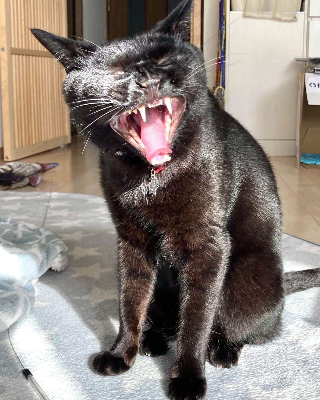 しおやてるこのインスタグラム：「大あくびのニャン。小さな前歯がめちゃくちゃかわいい😍 #黒猫」