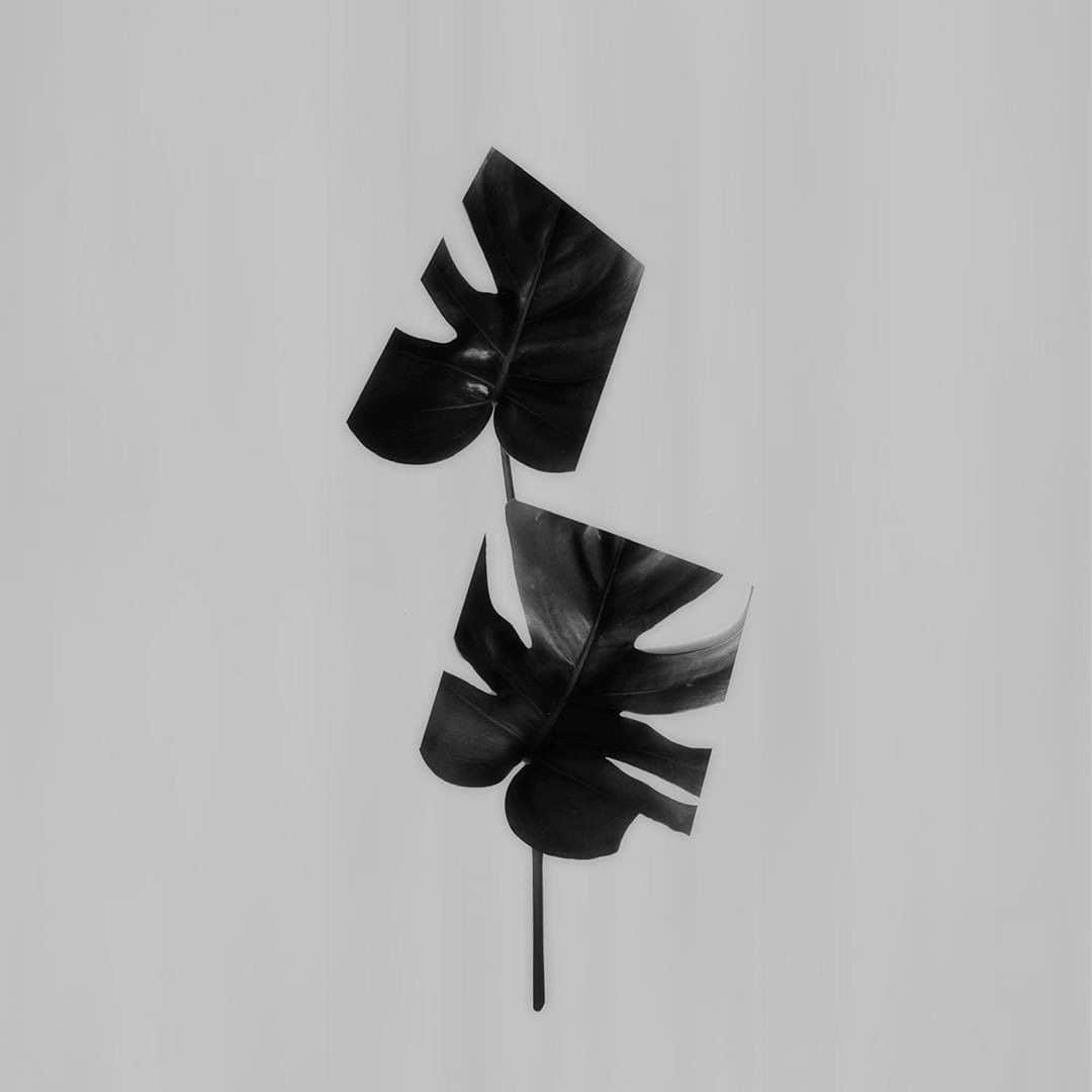 ミラショーンのインスタグラム：「Geometric leaf. A series of imaginary botany objects. ⠀ ⠀ ⠀ #milaschon #theleaf #blackandwhitephotography #bandw #botanyphotography」