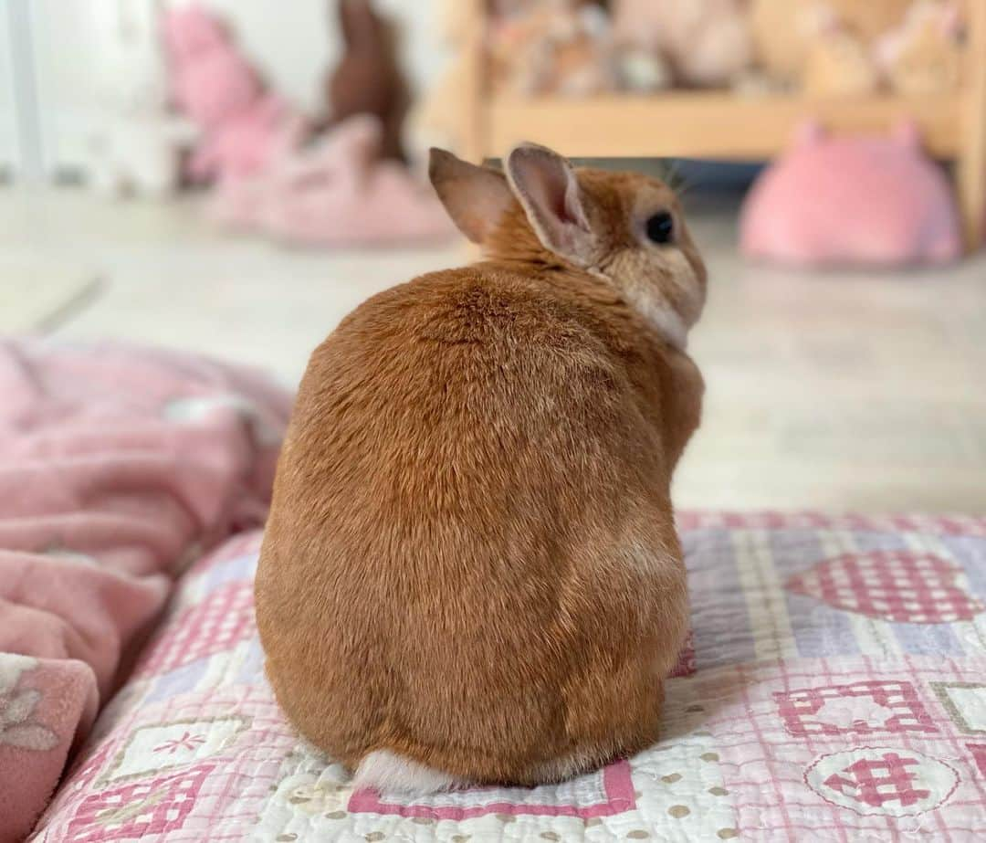 ラン?さんのインスタグラム写真 - (ラン?Instagram)「あんぱん♪しょくぱん♪カレーぱ～ん♪  もふ♡もふ♡うさ～ぎ♡らんらんら～ん♪  と思わず歌いたくなる形だった♡   あんぱん(2枚目)食パン(3枚目)カレーパン(4枚目) ☆ 近くに🐰🍞うさぎ食パンのお店できないかなぁ( ﻿˶﻿˙ - ˙˵﻿ )ᐝ ☆ ねこねこ食パンのお店は隣街にあるんだけどね～🐱🍞 ☆ #うさぎ #ネザーランドドワーフ #rabbit #bunny #bunnystagram  #rabbitstagram  #cute  #かわいい #ふわもこ部  #もふもふ  #zip写真部  #アニマル写真部 #instagramjapan #netherlanddwarf #うさぎと暮らす  #うさぎのいる暮らし #癒し #kawaii #ランちゃん  2021.02.10」2月10日 23時06分 - mofumofuusako