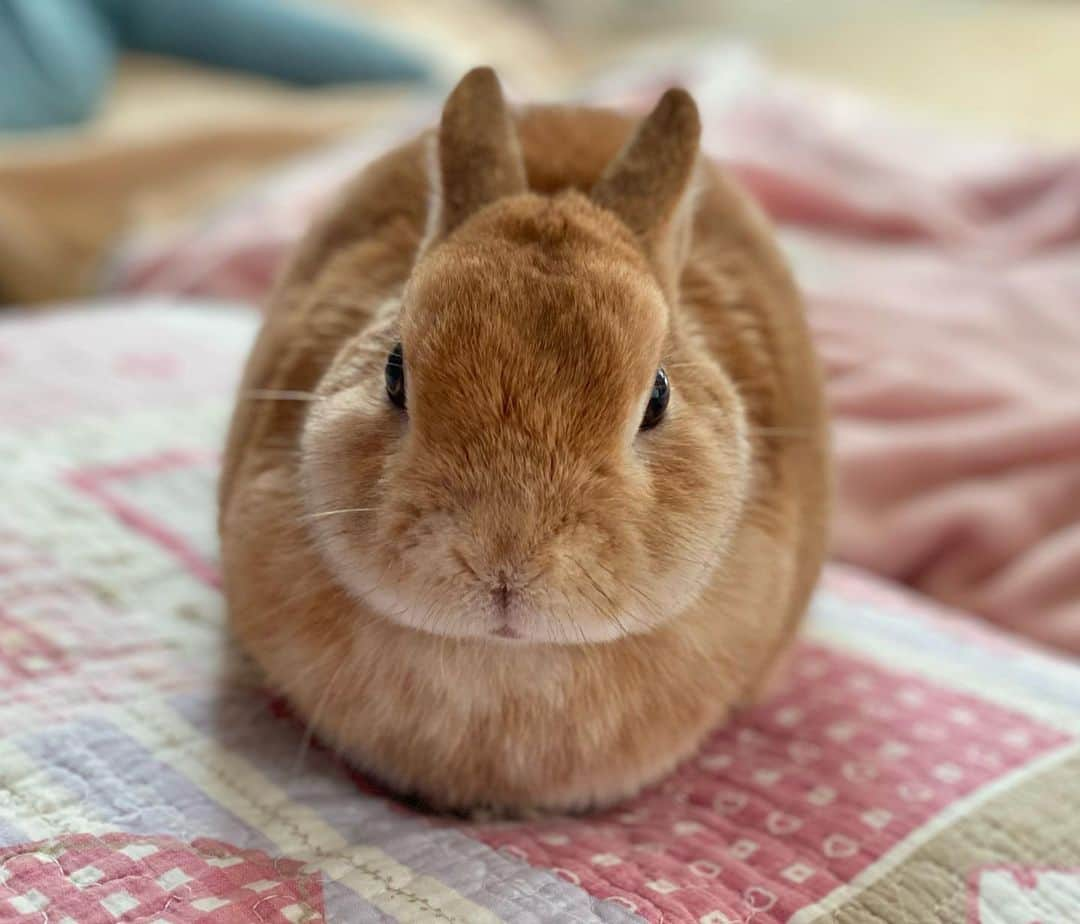 ラン?さんのインスタグラム写真 - (ラン?Instagram)「あんぱん♪しょくぱん♪カレーぱ～ん♪  もふ♡もふ♡うさ～ぎ♡らんらんら～ん♪  と思わず歌いたくなる形だった♡   あんぱん(2枚目)食パン(3枚目)カレーパン(4枚目) ☆ 近くに🐰🍞うさぎ食パンのお店できないかなぁ( ﻿˶﻿˙ - ˙˵﻿ )ᐝ ☆ ねこねこ食パンのお店は隣街にあるんだけどね～🐱🍞 ☆ #うさぎ #ネザーランドドワーフ #rabbit #bunny #bunnystagram  #rabbitstagram  #cute  #かわいい #ふわもこ部  #もふもふ  #zip写真部  #アニマル写真部 #instagramjapan #netherlanddwarf #うさぎと暮らす  #うさぎのいる暮らし #癒し #kawaii #ランちゃん  2021.02.10」2月10日 23時06分 - mofumofuusako