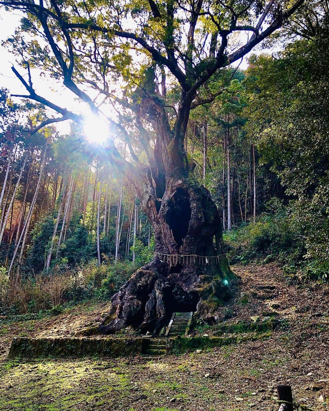 辻村勇太さんのインスタグラム写真 - (辻村勇太Instagram)「朝一で福岡に着き、そこからレンタカー爆走させて佐賀まで行ってきました！！ 樹齢3千年の巨木があると知りご挨拶せねばー！と思い、急遽行ったけど行けてよかったー！！ 帰り道に福岡の神在神社も行けて 大満足！！　　 百聞は一見に如かず！！  色んな感情が出てきたから忘れずにしっかり音に人生にアウトプットしていく。 これからも自然と音と共に！！  みなさんは3千年の歴史に対してどう感じますか？」2月10日 23時11分 - yuuta.tsujimura