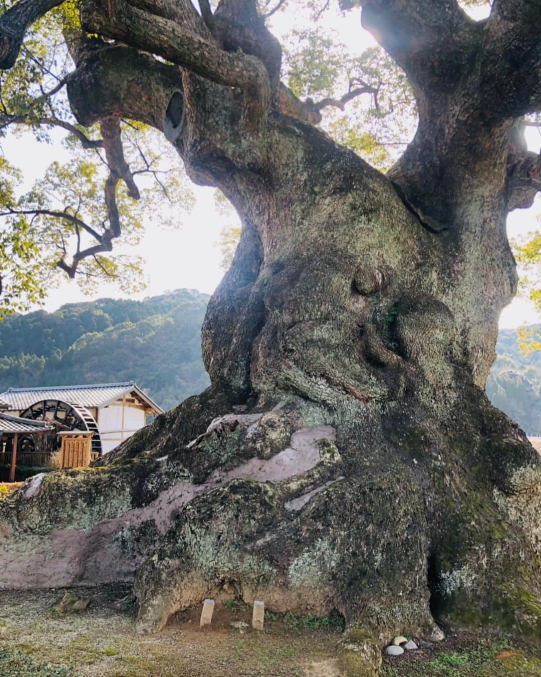 辻村勇太さんのインスタグラム写真 - (辻村勇太Instagram)「朝一で福岡に着き、そこからレンタカー爆走させて佐賀まで行ってきました！！ 樹齢3千年の巨木があると知りご挨拶せねばー！と思い、急遽行ったけど行けてよかったー！！ 帰り道に福岡の神在神社も行けて 大満足！！　　 百聞は一見に如かず！！  色んな感情が出てきたから忘れずにしっかり音に人生にアウトプットしていく。 これからも自然と音と共に！！  みなさんは3千年の歴史に対してどう感じますか？」2月10日 23時11分 - yuuta.tsujimura