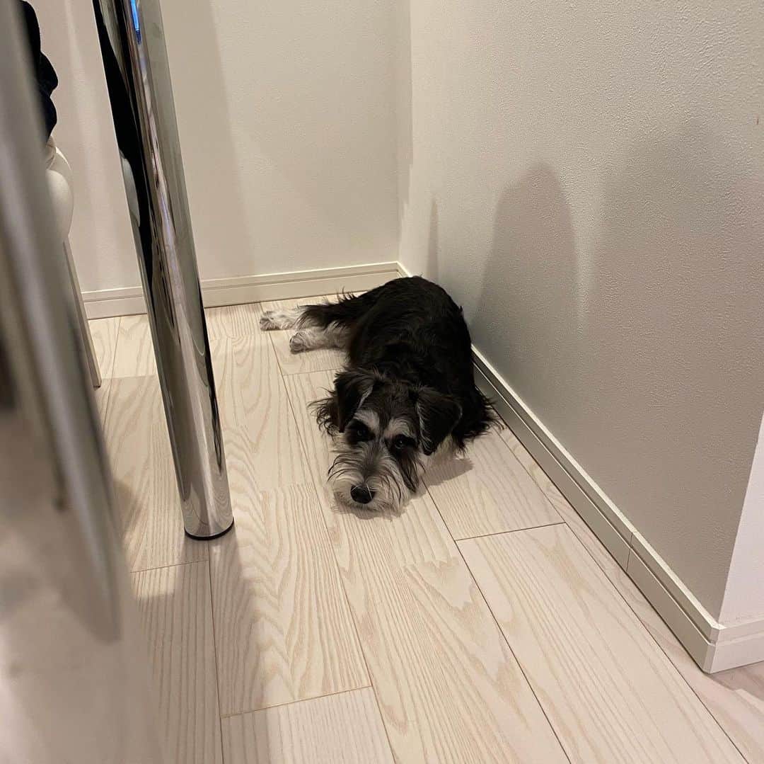 木村安梨沙のインスタグラム：「最近この人少し🐷になってきた気がする🥲（笑） はぁ、可愛い。」
