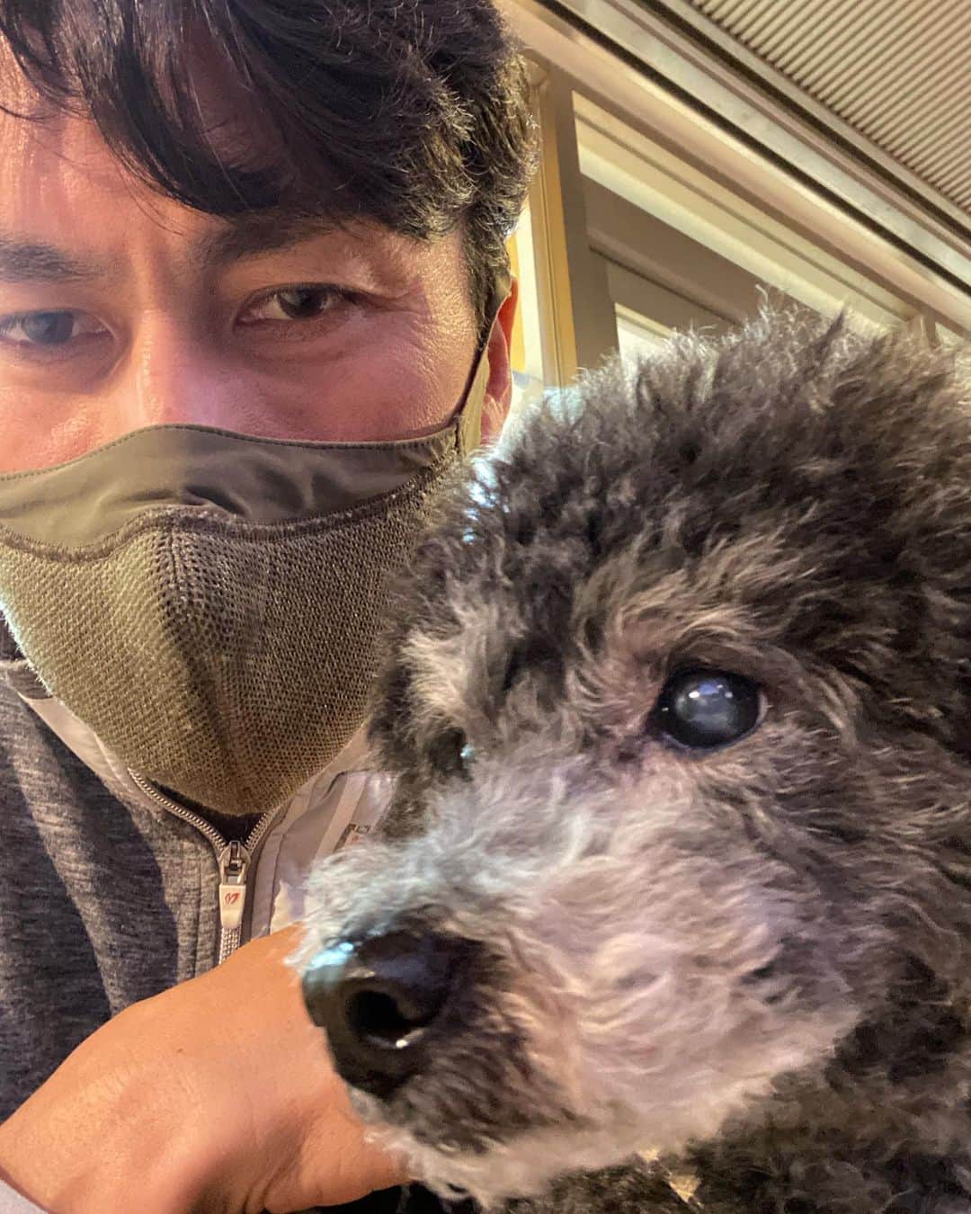 谷口信輝さんのインスタグラム写真 - (谷口信輝Instagram)「うちのおじいちゃん犬。今年の7月で14歳になります。13歳で耳が聞こえなくなりました。長生きして欲しい。 #トイプードル #ブラック #犬好き」2月10日 23時38分 - nobuterutaniguchi