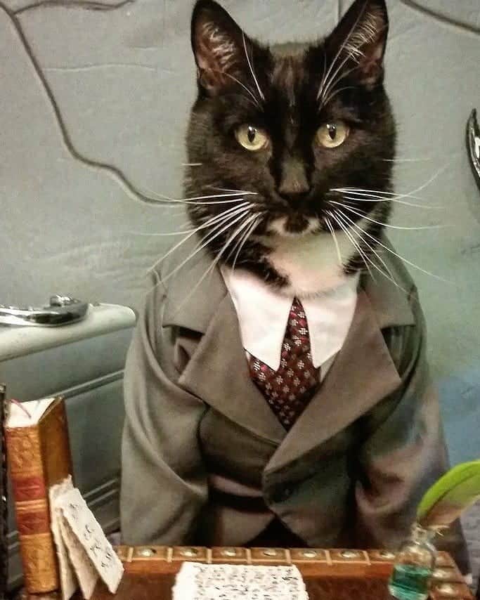 猫コスプレさんのインスタグラム写真 - (猫コスプレInstagram)「Always vet your cat lawyer.」2月10日 23時40分 - cat_cosplay