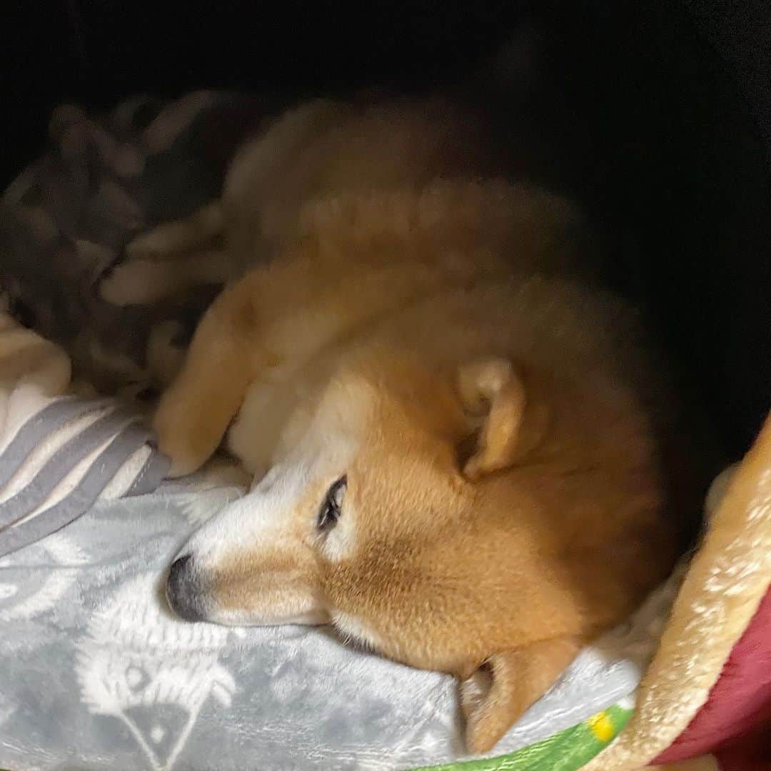 まる（まるたろう）のインスタグラム：「Good night!✨🐶💤✨明日は何して遊ぼうかな〜 #どこか遊びに行く連れてってもらおうかな #パパ叩き起こして #柴犬ボディプレス #特大のやつ #やるか」