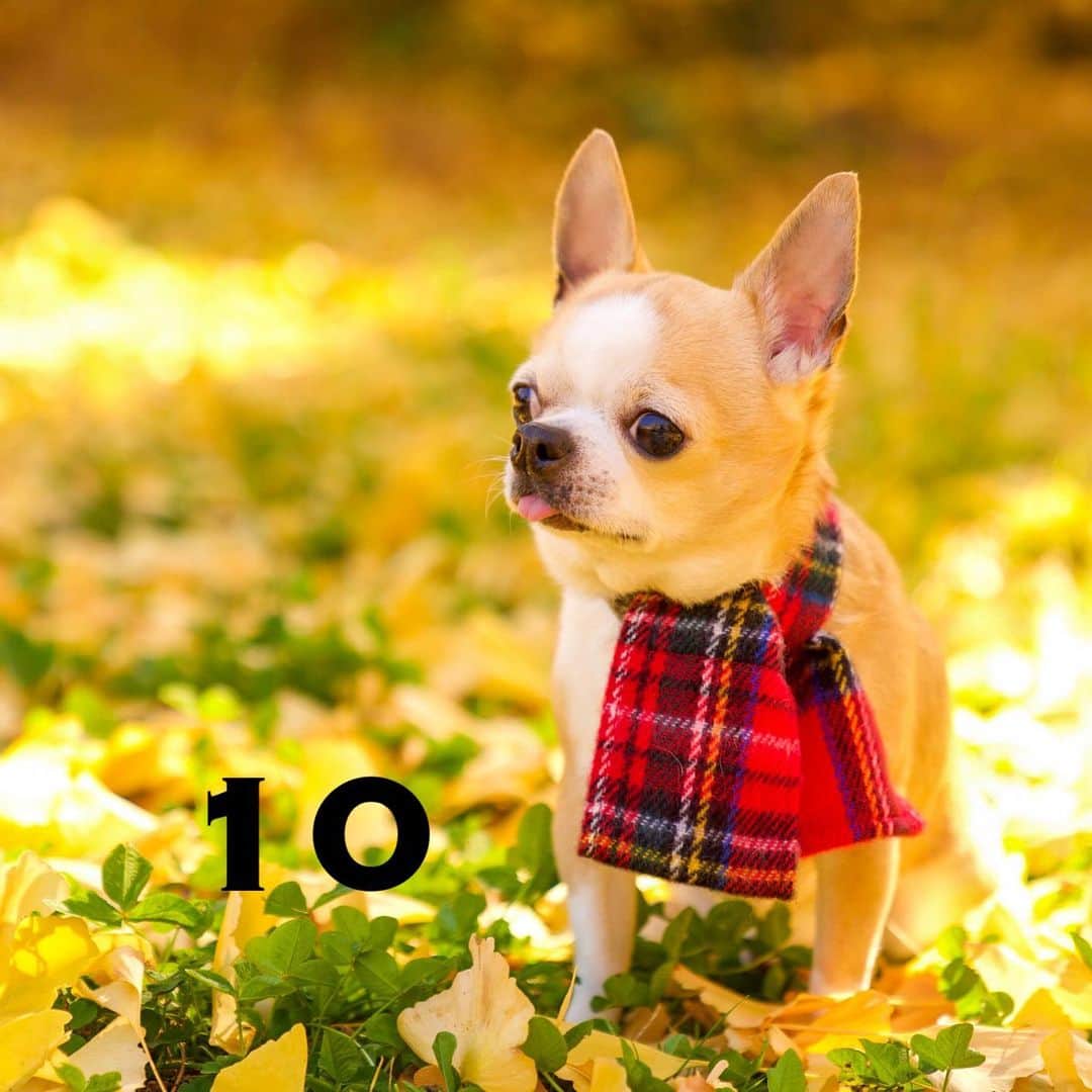 Kiyoさんのインスタグラム写真 - (KiyoInstagram)「♔ Tora ♔ いつもお世話になっている @yukiemukai さんのクッキーちゃんが 2月20日で18歳になります こんなおめでたいことはないので カウントダウンに参加させていただきます😊 今日は『10』です ♔ #puppy#puppies#puppiesofinstagram#dog#dogs#dogsofinstagram#dogstagram#doglover#dogsofinstaworld#dog_features#instadog#instagramdogs#ilovemydog#chihuahua#chihuahuasofinstagram#chihuahualove#chihuahualife#dogsofbark#weeklyfluff#barked#animalsco#IGersJP#instagramjapan#todayswanko#pecoいぬ部#チワワ部#チワワ#スムチー#クッキー親分応援団 ♔」2月10日 23時55分 - toratama
