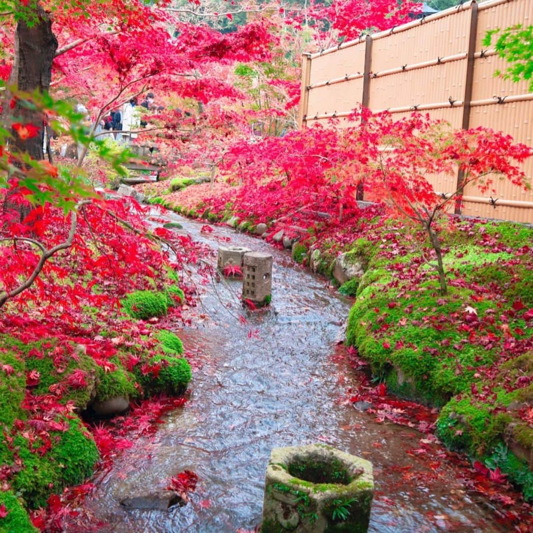 肥田佳菜子のインスタグラム：「京都旅行part2🍁 #京都 #京都旅行 #京都観光 #旅行 #家族旅行 #紅葉 #紅葉狩り #京都紅葉 #紅葉スポット #お寺巡り #永観堂 #永観堂禅林寺 #禅林寺 #長楽館 #長楽館カフェ #長楽館アフタヌーンティー  #アフタヌーンティー  #京都アフタヌーンティー #afternoontea」