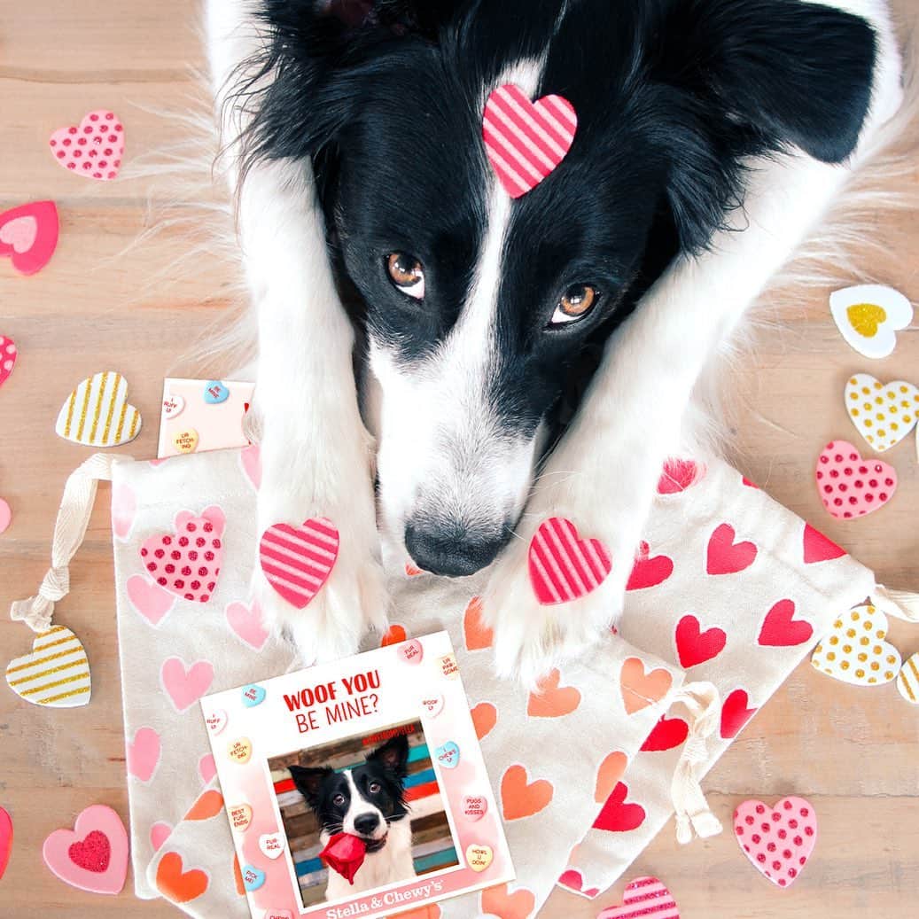Jazzy Cooper Fostersのインスタグラム：「Phoebe says "Will you be my Valentine? It doesn't matter if you are a boy dog, girl dog, neutered or spayed, as long as you like kisses and you'd let me share your bone!" 🦴😙  Post a photo of your pup under #LoveFromStella for a chance to receive your own custom valentine from Stella and Chewys! Tag and follow @StellaandChewys #sponsored」
