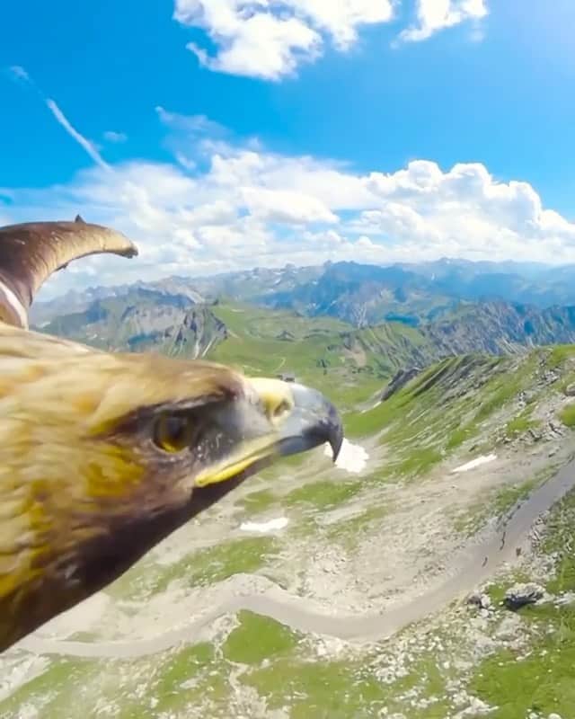 animalsのインスタグラム：「A birds eye view of the alps, literally. 🦅  How EPIC is this!? ⛰  Video by © @RedBullAdventure」