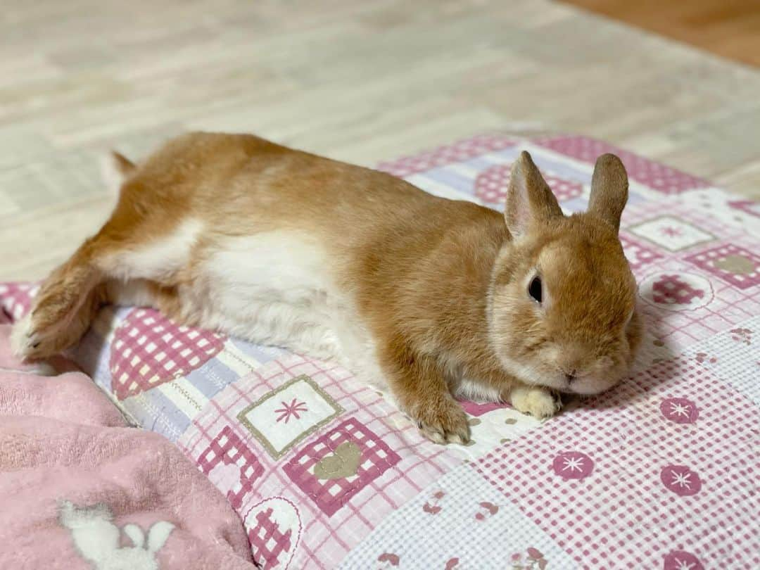 ラン?さんのインスタグラム写真 - (ラン?Instagram)「Good night☆*° (_*˘꒳˘*)_ｽﾔｧ…zzZ ☆  #うさぎ #ネザーランドドワーフ #rabbit #bunny #bunnystagram  #rabbitstagram  #cute  #かわいい #ふわもこ部  #もふもふ  #zip写真部  #アニマル写真部 #instagramjapan #netherlanddwarf #うさぎと暮らす  #うさぎのいる暮らし #癒し #kawaii #ランちゃん  2021.02.11」2月11日 0時37分 - mofumofuusako