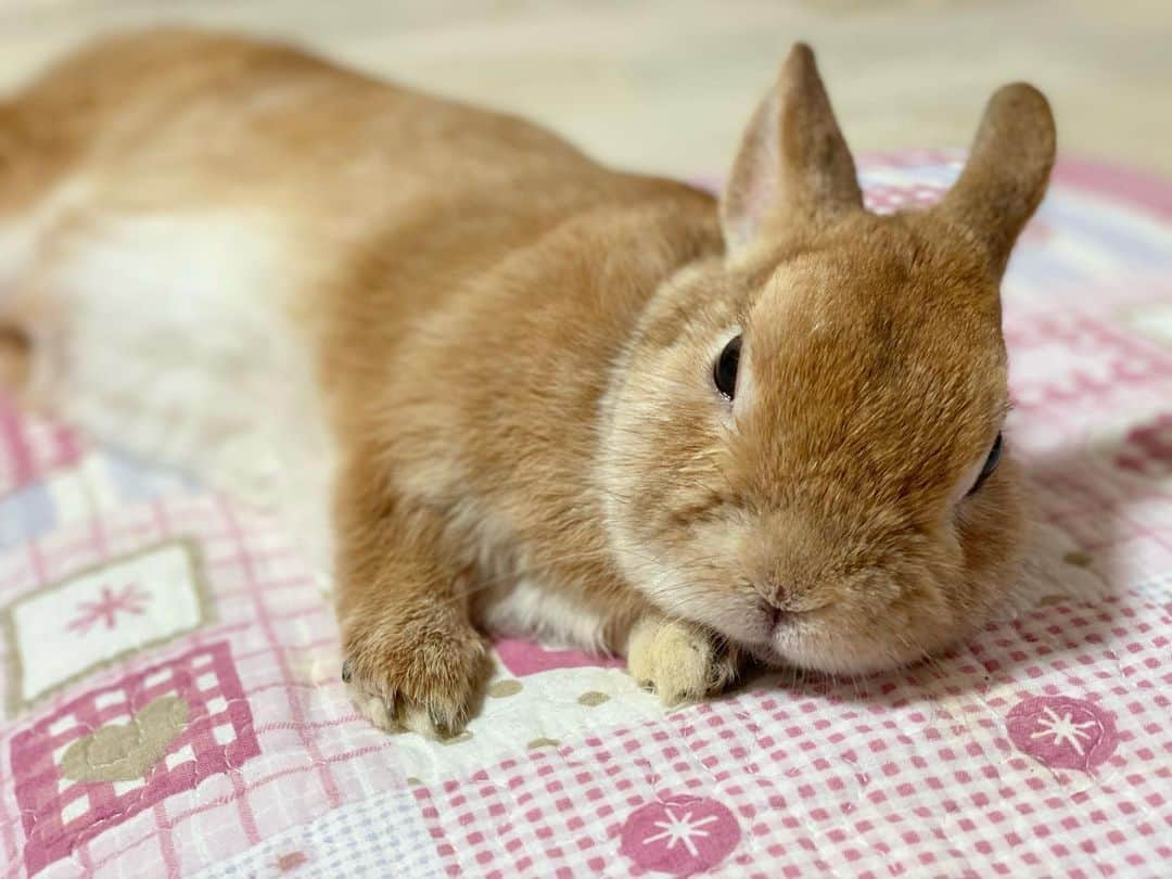 ラン?さんのインスタグラム写真 - (ラン?Instagram)「Good night☆*° (_*˘꒳˘*)_ｽﾔｧ…zzZ ☆  #うさぎ #ネザーランドドワーフ #rabbit #bunny #bunnystagram  #rabbitstagram  #cute  #かわいい #ふわもこ部  #もふもふ  #zip写真部  #アニマル写真部 #instagramjapan #netherlanddwarf #うさぎと暮らす  #うさぎのいる暮らし #癒し #kawaii #ランちゃん  2021.02.11」2月11日 0時37分 - mofumofuusako