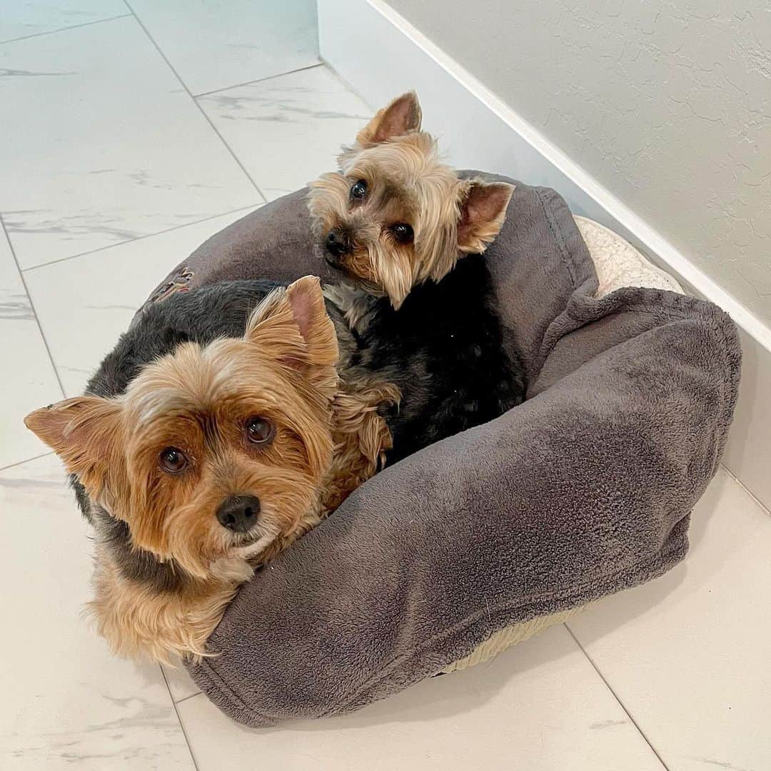 さんのインスタグラム写真 - (Instagram)「Sammy & Max 💭 We are #SnuggleBuddies 🥰♥️🙂 #SoCozy #Bromance #BestBuddies」2月11日 1時20分 - happyyorkiefamily