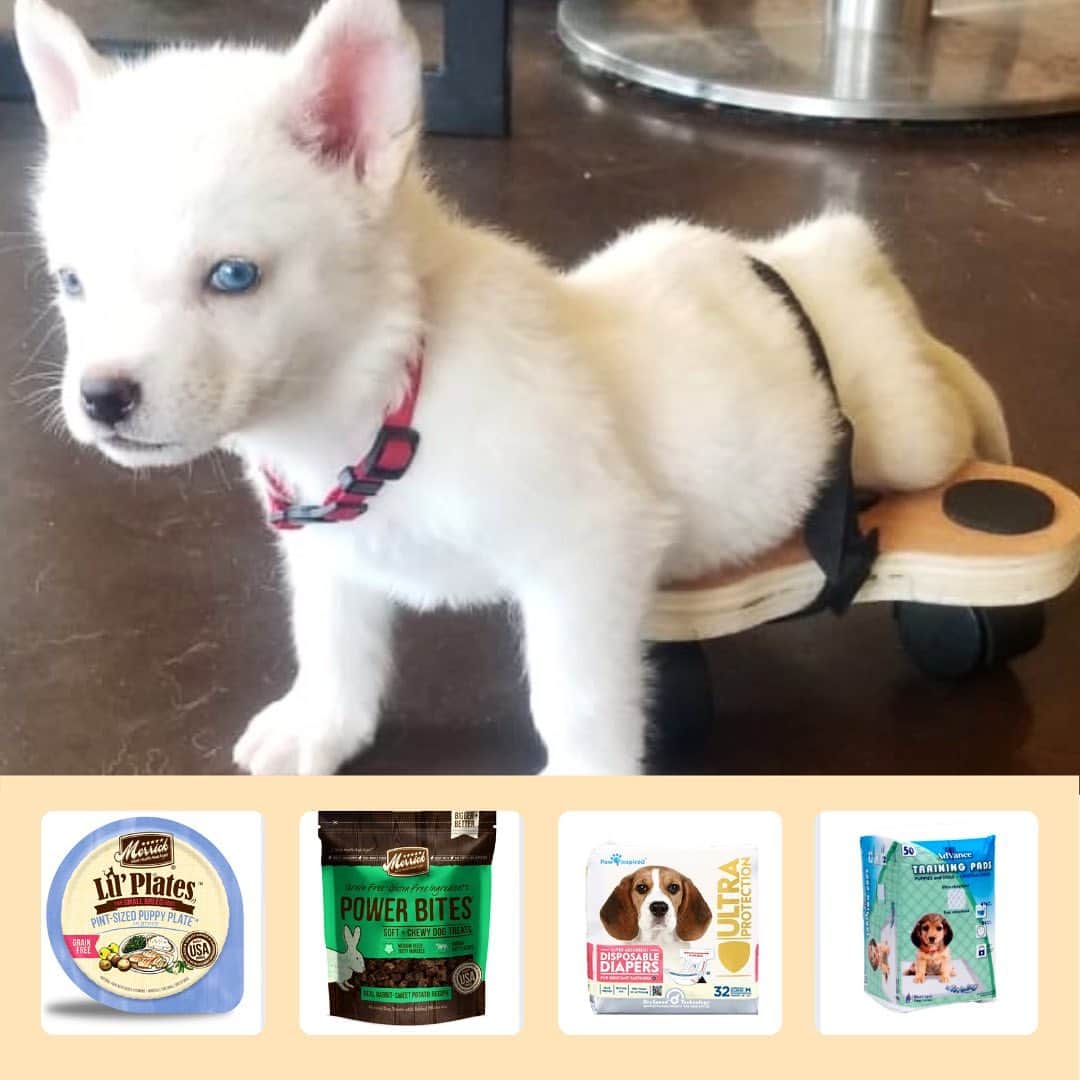 DogsOf Instagramさんのインスタグラム写真 - (DogsOf InstagramInstagram)「IT’S GIVEBACK WEDNESDAY! Meet Red. This little guy was born last of the litter and is also the runt. Since birth, he has been unable to walk, his back legs are completely useless, and he also suffers from urinary incontinence. This little cutie has had a rough start at life but volunteers at @iheartanimalrescue are eager to change this for him.  Red needs to be taken to a neurologist to properly diagnose him, as well as get an MRI. However, as you can imagine, after taking care of a littler of puppies, their funds are completely depleted.   Please consider helping get Red the desperate medical care he needs, so that he is able to live out his life happy and pain-free. Thank you in advance for helping rescuers save Red!  Link in bio to donate to Red on his road to recovery! ❤️  #dogsofinstagram #welovecuddly #rescuedogsofinstagram」2月11日 1時46分 - dogsofinstagram