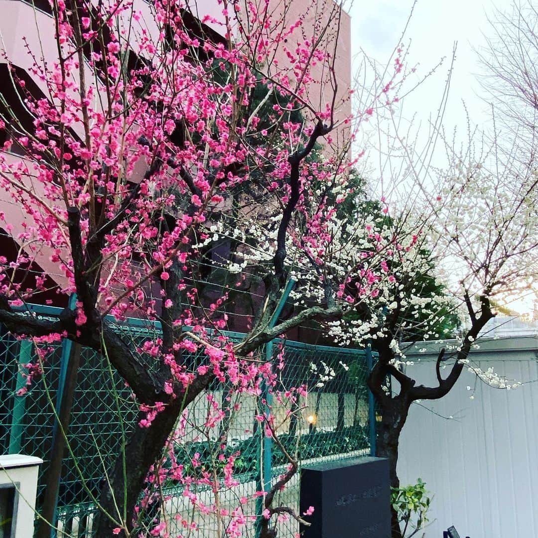 日出郎さんのインスタグラム写真 - (日出郎Instagram)「梅は咲いたかぁ 　　桜はまだかいなぁ  #日出郎 #ウォーキング」2月11日 2時05分 - hiderou1030