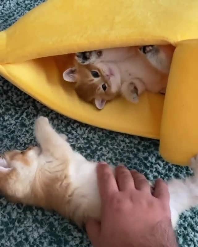のインスタグラム：「From @kevin_britishcat: “Exactly 1 minute ago they were cuddling while sleeping 🤣🤣 ” #catsofinstagram⁠ ⁠」