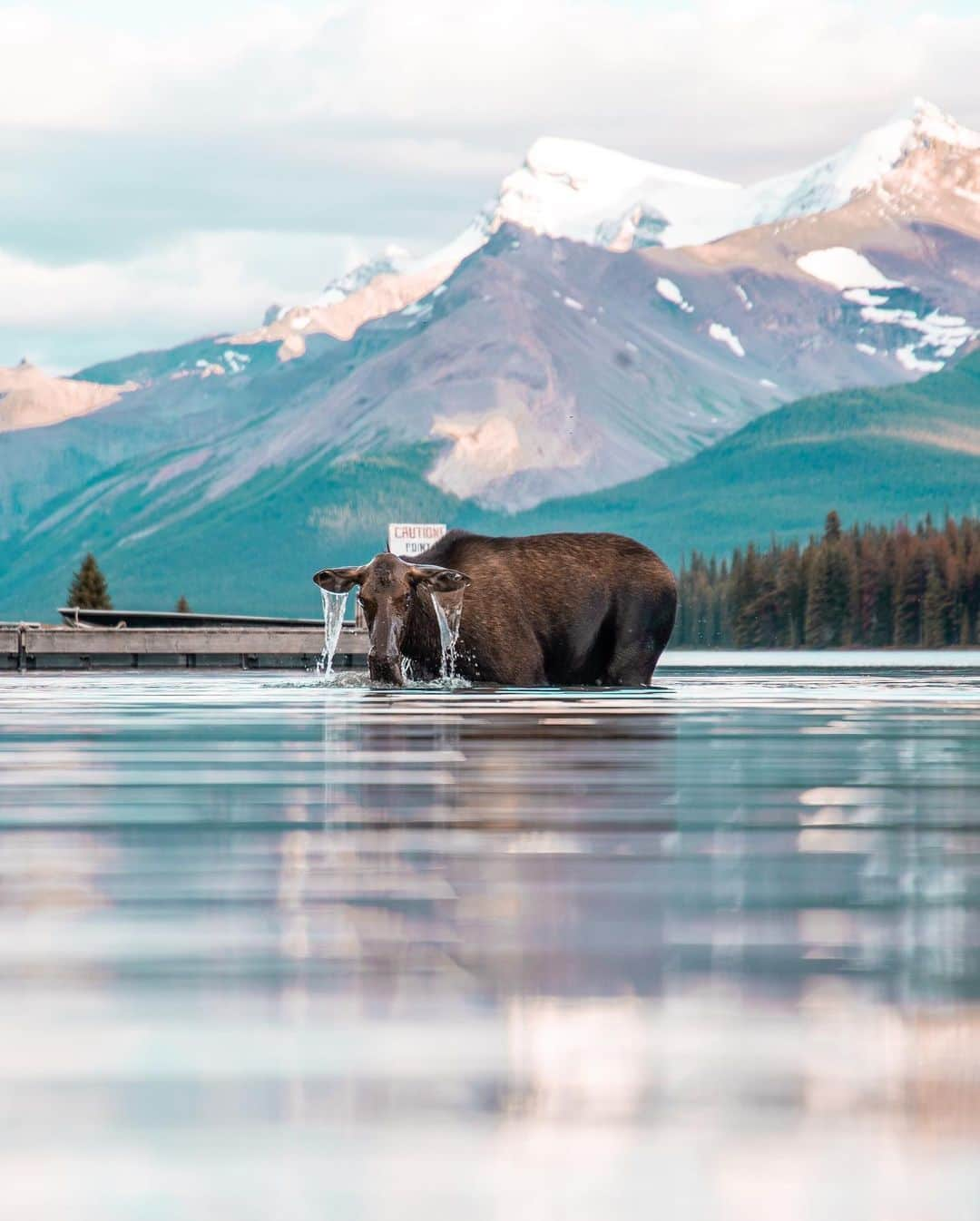 Explore Canadaさんのインスタグラム写真 - (Explore CanadaInstagram)「Hello! My name is Ellie and this is my dog, Akela. We moved here together from Scotland so we are lucky and grateful to have the eyes of a tourist in the place we call home. ⁠⠀ I believe that there are infinite versions of yourself, but the ones sometimes at odds are what you thought you should be doing and what life throws at you. This is something I really struggled with. ⁠⠀ ⁠⠀ I have always worked hard and put my career first (okay maybe second to my dog), and when I imagined myself in Canada it was in Vancouver - climbing that career ladder. ⁠⠀ Then 2020 happened, and I was stuck. Fortunately, I found work on a ranch in the Rockies and it all happened from there! I made a life for myself here and learned to prioritise getting outside and appreciating everything that nature has to offer. ⁠⠀ I may not be climbing that career ladder and living the city life like I thought, but I'm happier than ever. ⁠⠀ ⁠⠀ I enjoy living in Alberta, because for me and Akela every day is an adventure. I love that within hours there are mountains, prairies, ranches and even a desert. ⁠⠀ ⁠⠀ Follow @crabbtacular and @canada_ke to explore our backyard with us. Thank you to everyone who has made us feel so welcome here. We are excited to keep making Canada our home. ⁠⠀ ⁠⠀ #CanadaNice #ExploreCanada⁠⠀ ⁠⠀ 📷: @crabbtacular⁠⠀ 📍: @travelalberta⁠⠀ ⁠⠀ #TravelAlberta #ExploreAlberta⁠⠀」2月11日 2時27分 - explorecanada