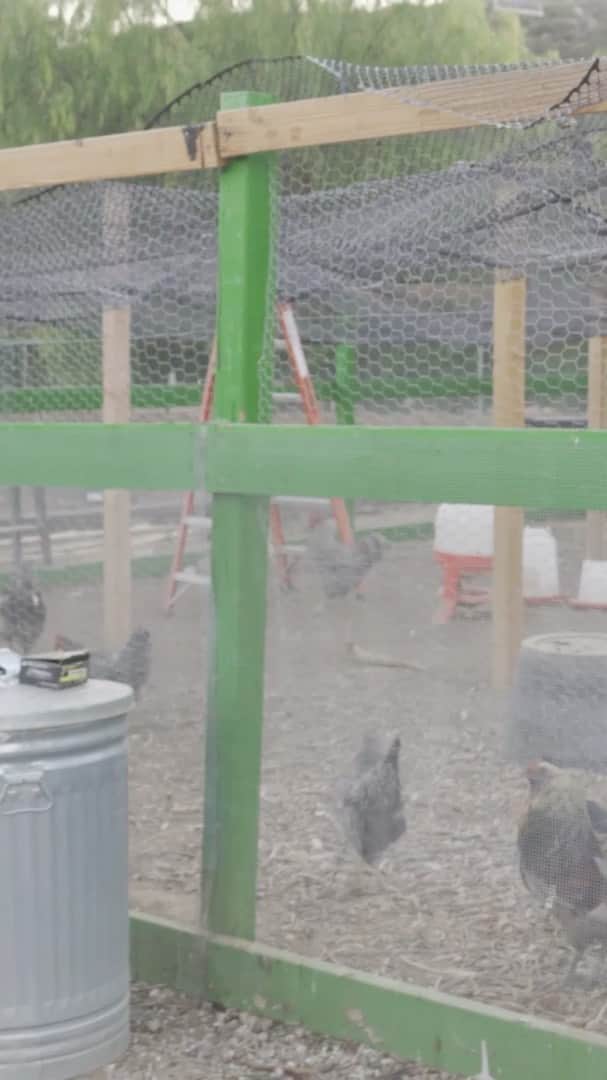 ケリスのインスタグラム：「Back with another Bounty Farms renovation! This time, it’s the chicken coup 🐓 It has been both a blessing and a curse 😂」