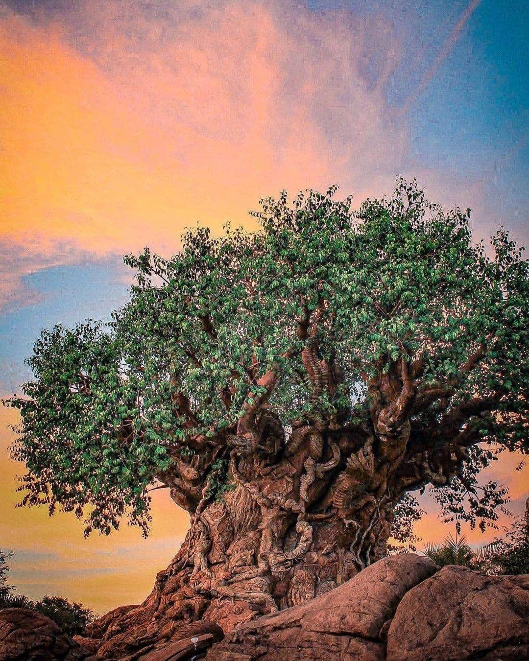 Walt Disney Worldのインスタグラム：「Comment your favorite animal on the Tree of Life - we'll go first: 🐯🐐🦓🐘🐢🦆🐋🦉 (📷: @partofsarahsworld)」
