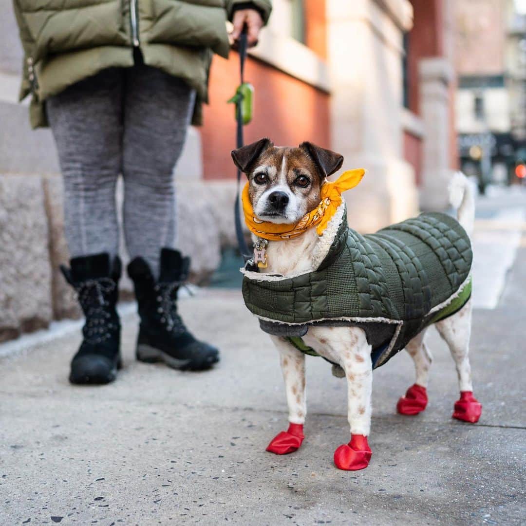 The Dogistさんのインスタグラム写真 - (The DogistInstagram)「Ivy, Jack Russell Terrier/Beagle/Chihuahua/”Sato” mix (9 y/o), Greenwich & Christopher St., New York, NY • “She’s obsessed with cheese – she’ll growl and sing until she gets it. Just about any cheese, but mozzarella and cheddar particularly.” A rescue from Puerto Rico, via @animal_lighthouse」2月11日 3時23分 - thedogist